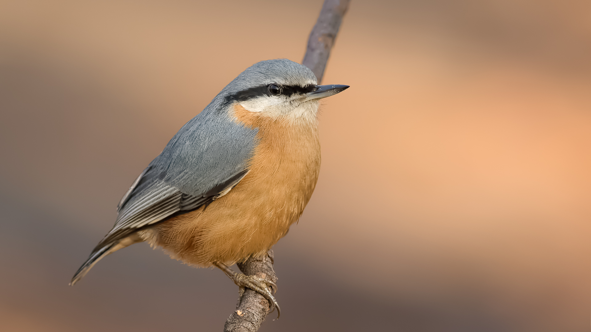 Sıvacı » Eurasian Nuthatch » Sitta europaea