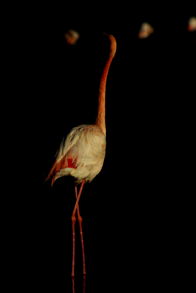 Flamingo