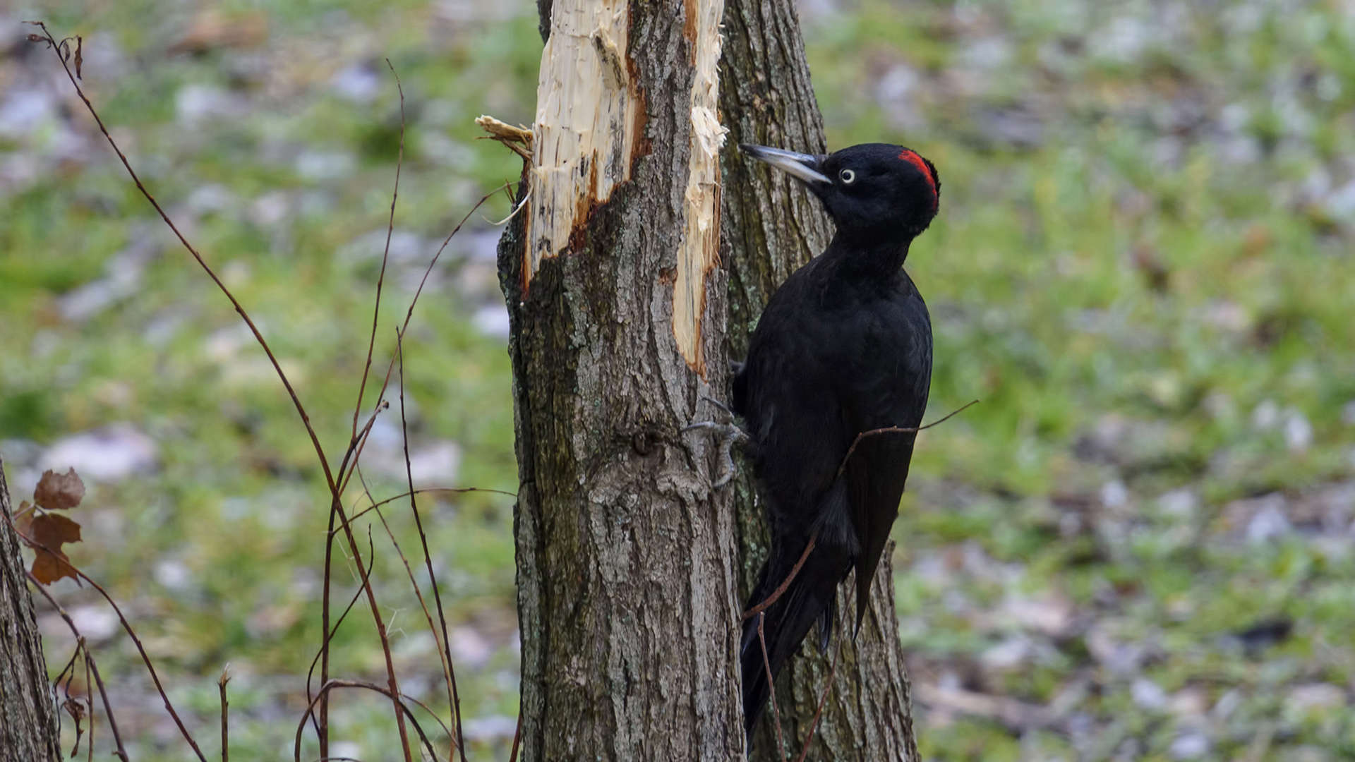 Kara ağaçkakan » Black Woodpecker » Dryocopus martius