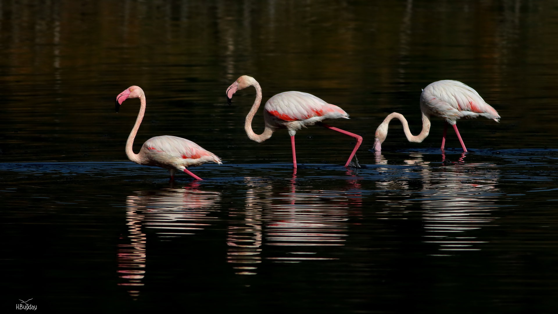 Flamingo » Greater Flamingo » Phoenicopterus roseus