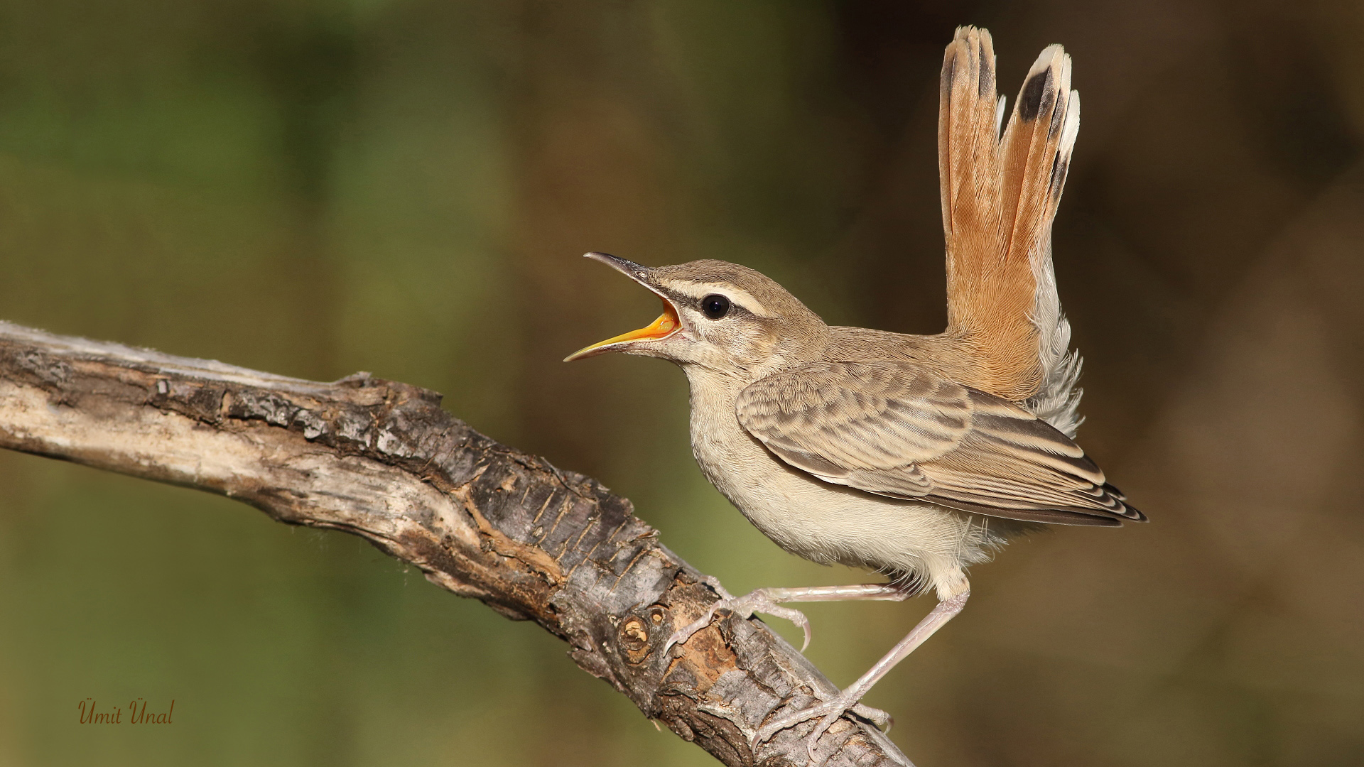 Çalıbülbülü » Rufous-tailed Scrub Robin » Cercotrichas galactotes