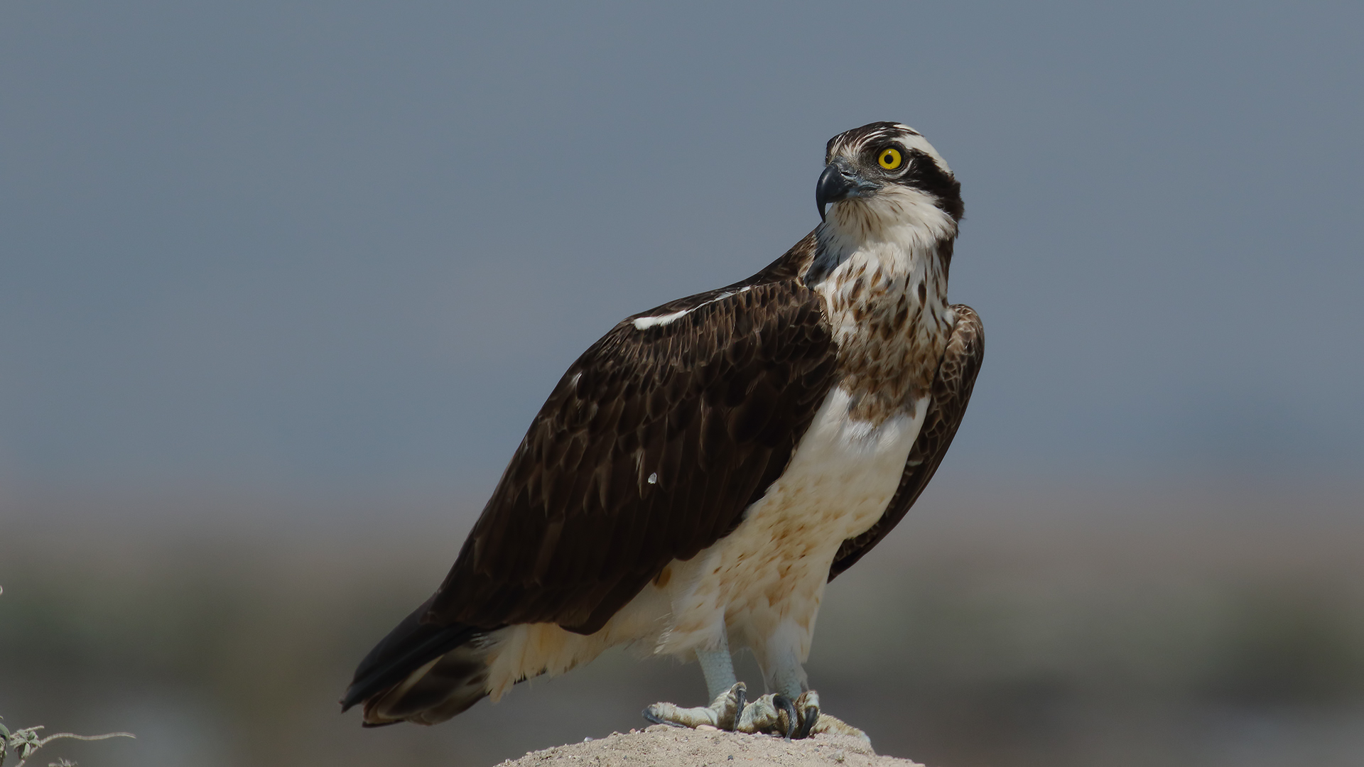 Balık kartalı » Western Osprey » Pandion haliaetus