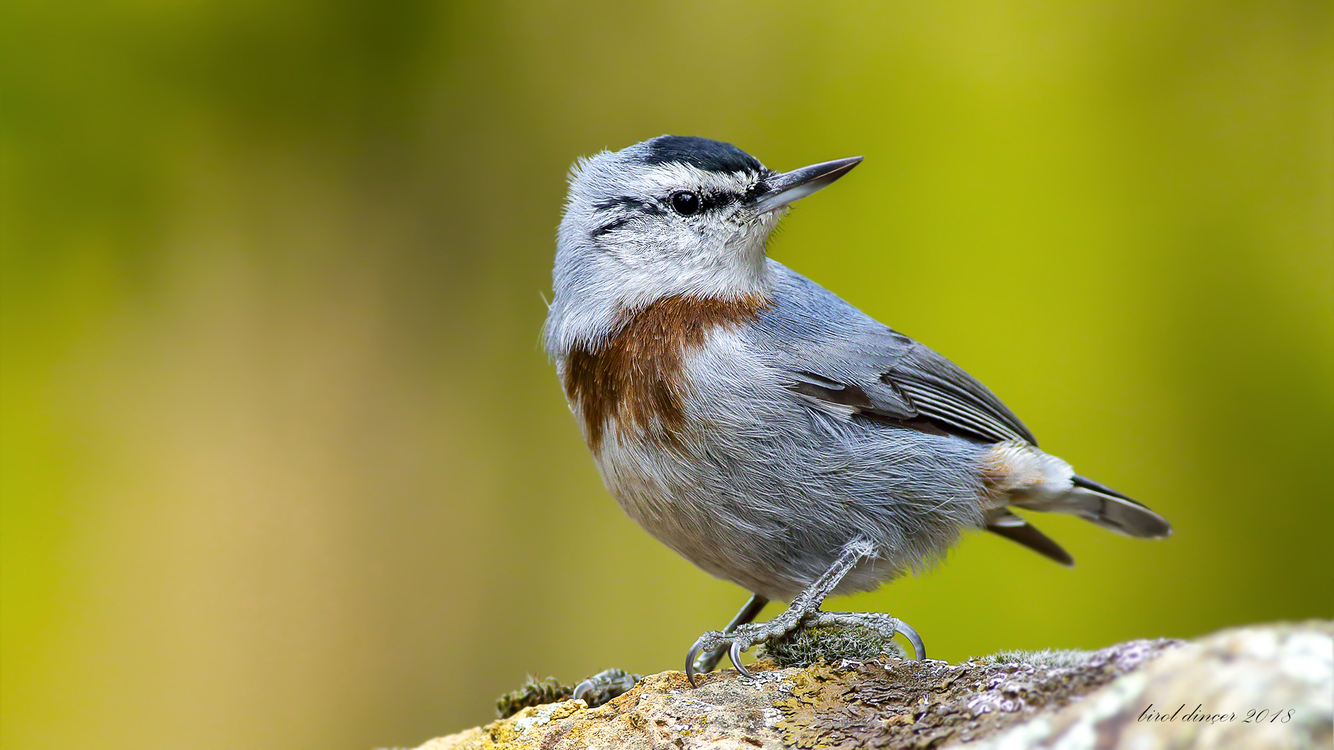 Anadolu sıvacısı » Krüper`s Nuthatch » Sitta krueperi