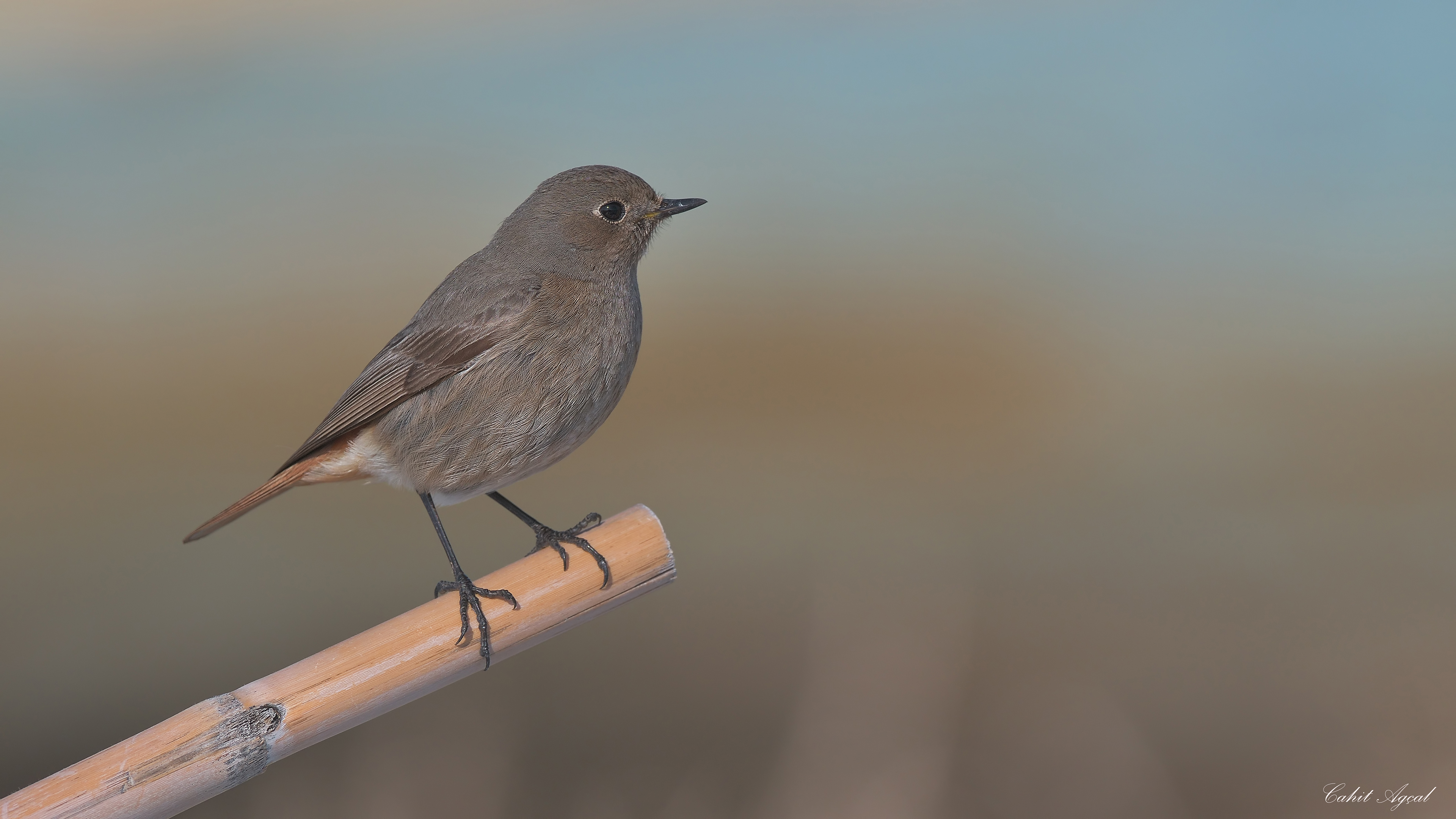 Kara kızılkuyruk » Black Redstart » Phoenicurus ochruros