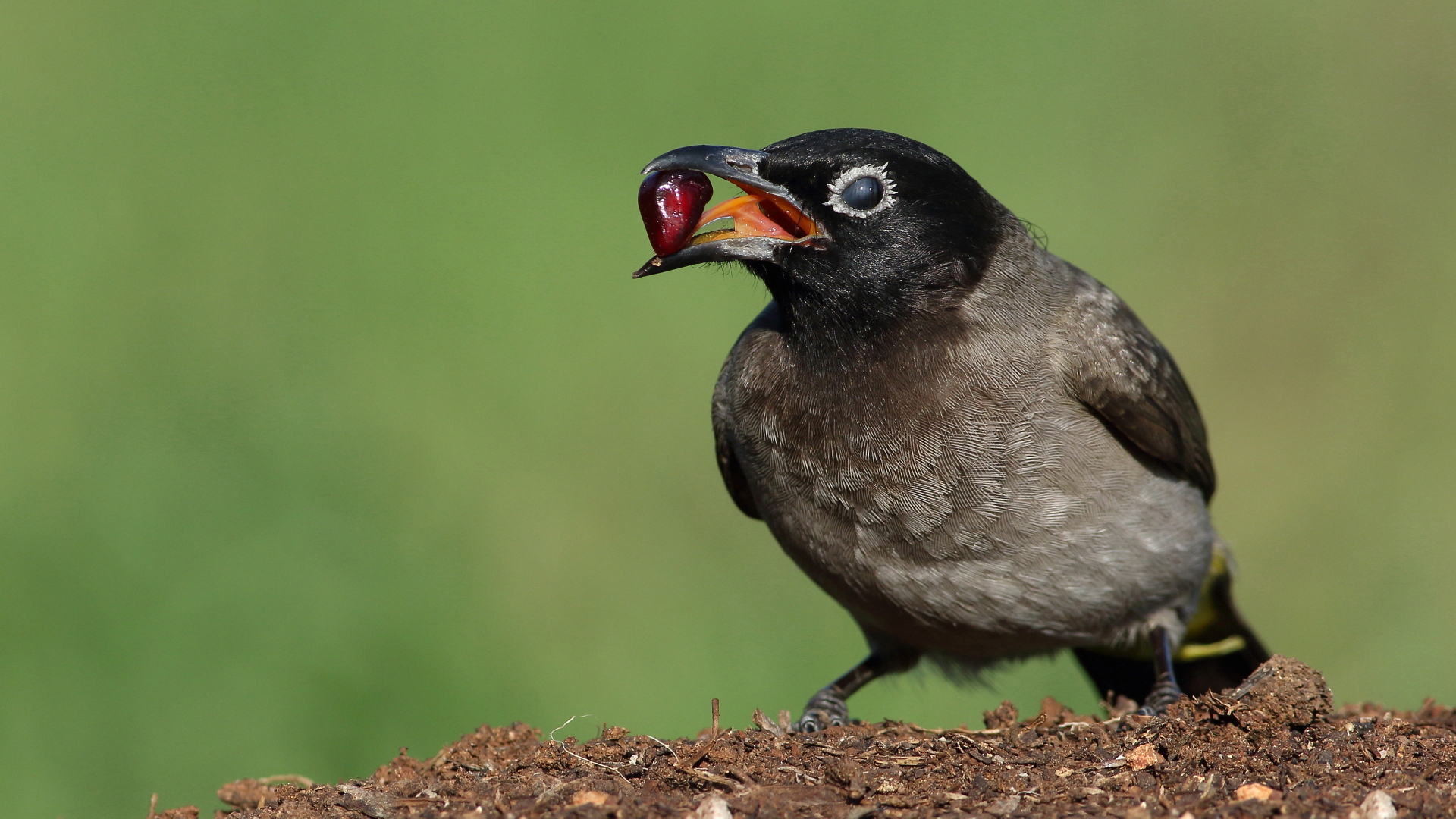 Arapbülbülü » White-spectacled Bulbul » Pycnonotus xanthopygos