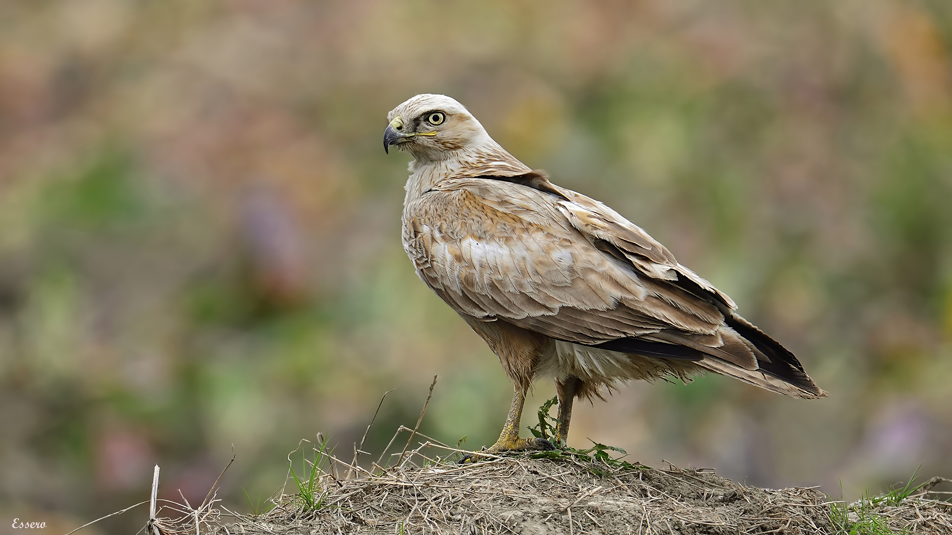 Kızıl şahin » Long-legged Buzzard » Buteo rufinus