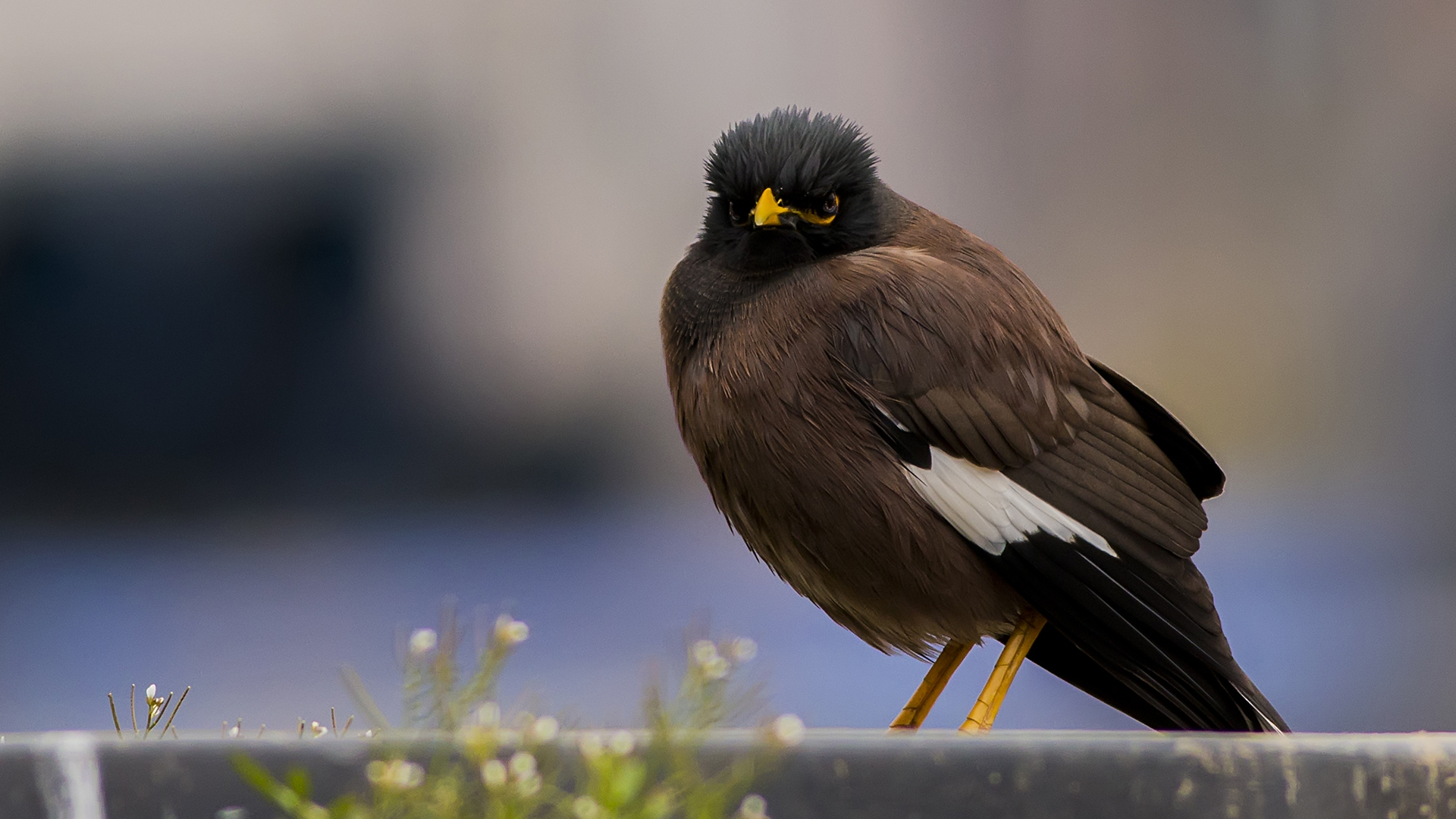 Çiğdeci » Common Myna » Acridotheres tristis