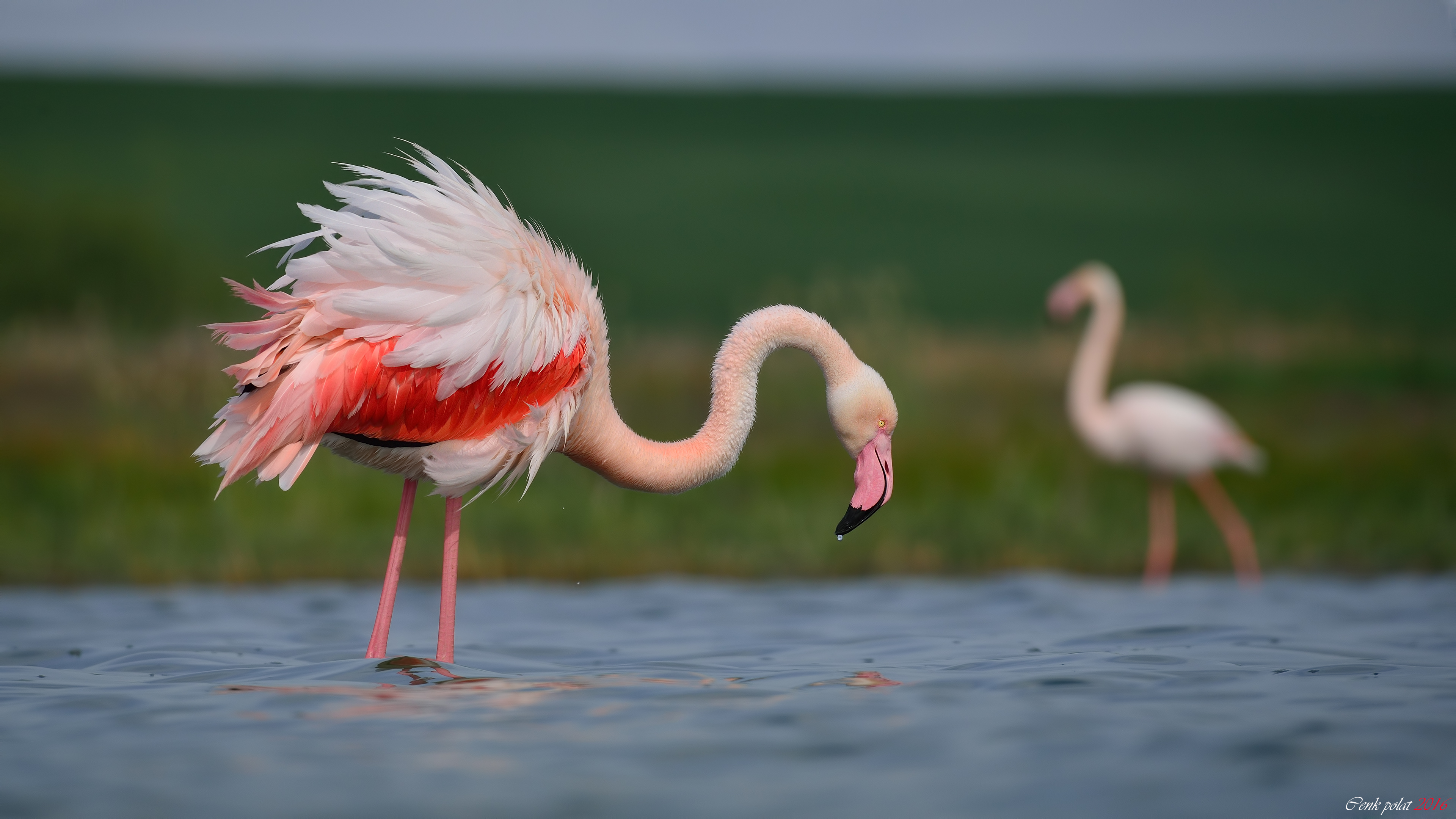 Flamingo