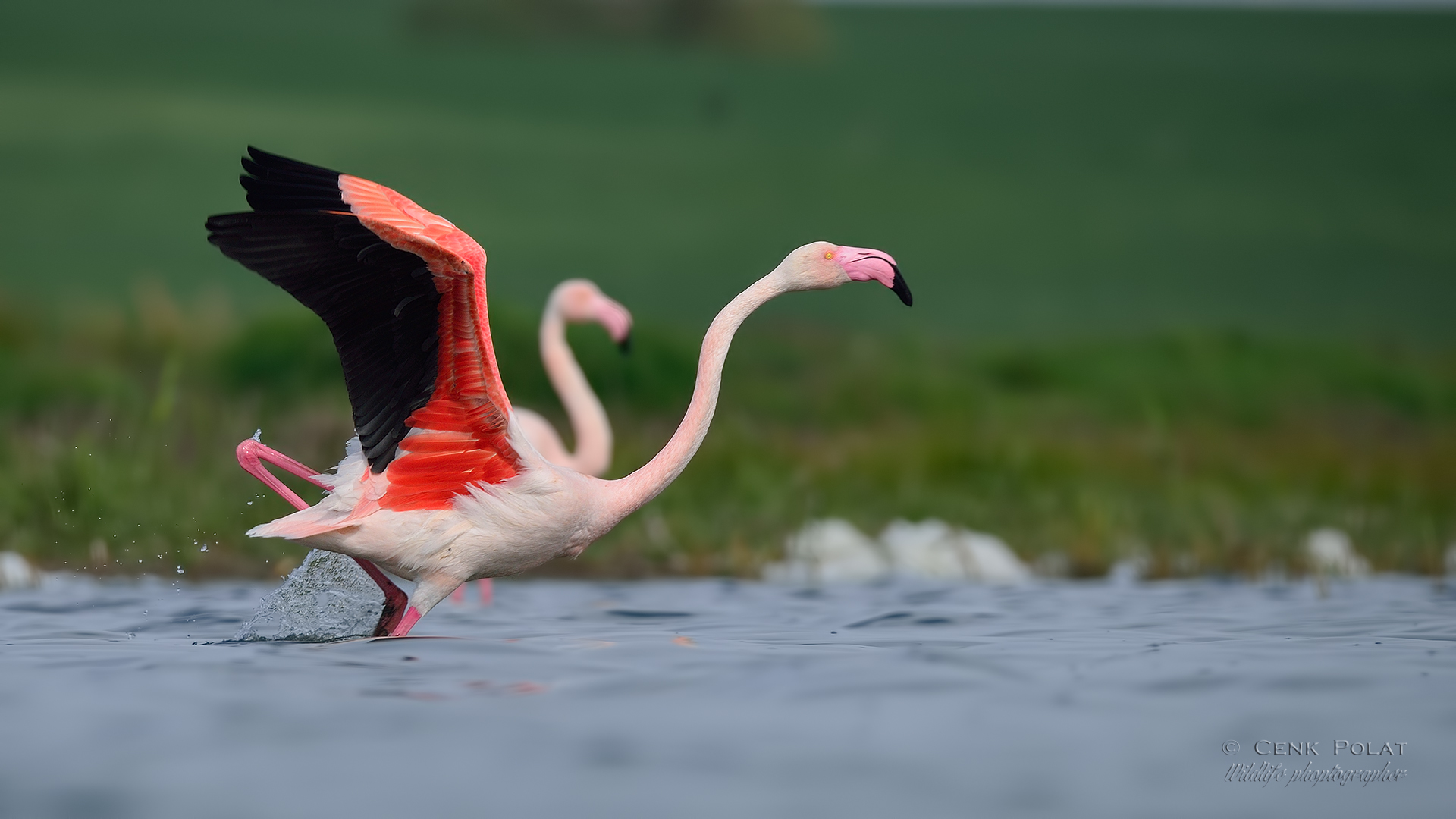 Flamingo