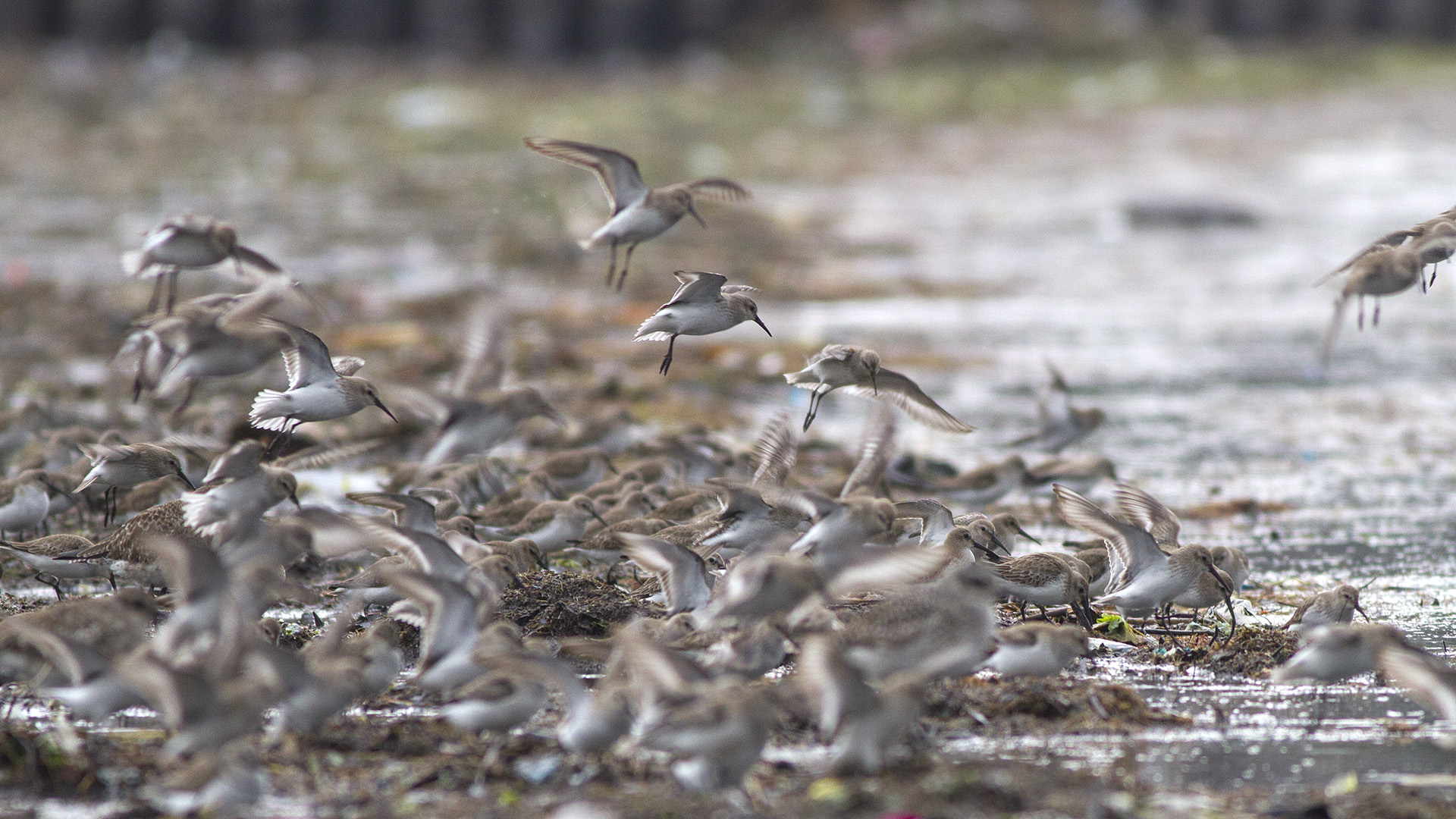 Karakarınlı kumkuşu » Dunlin » Calidris alpina