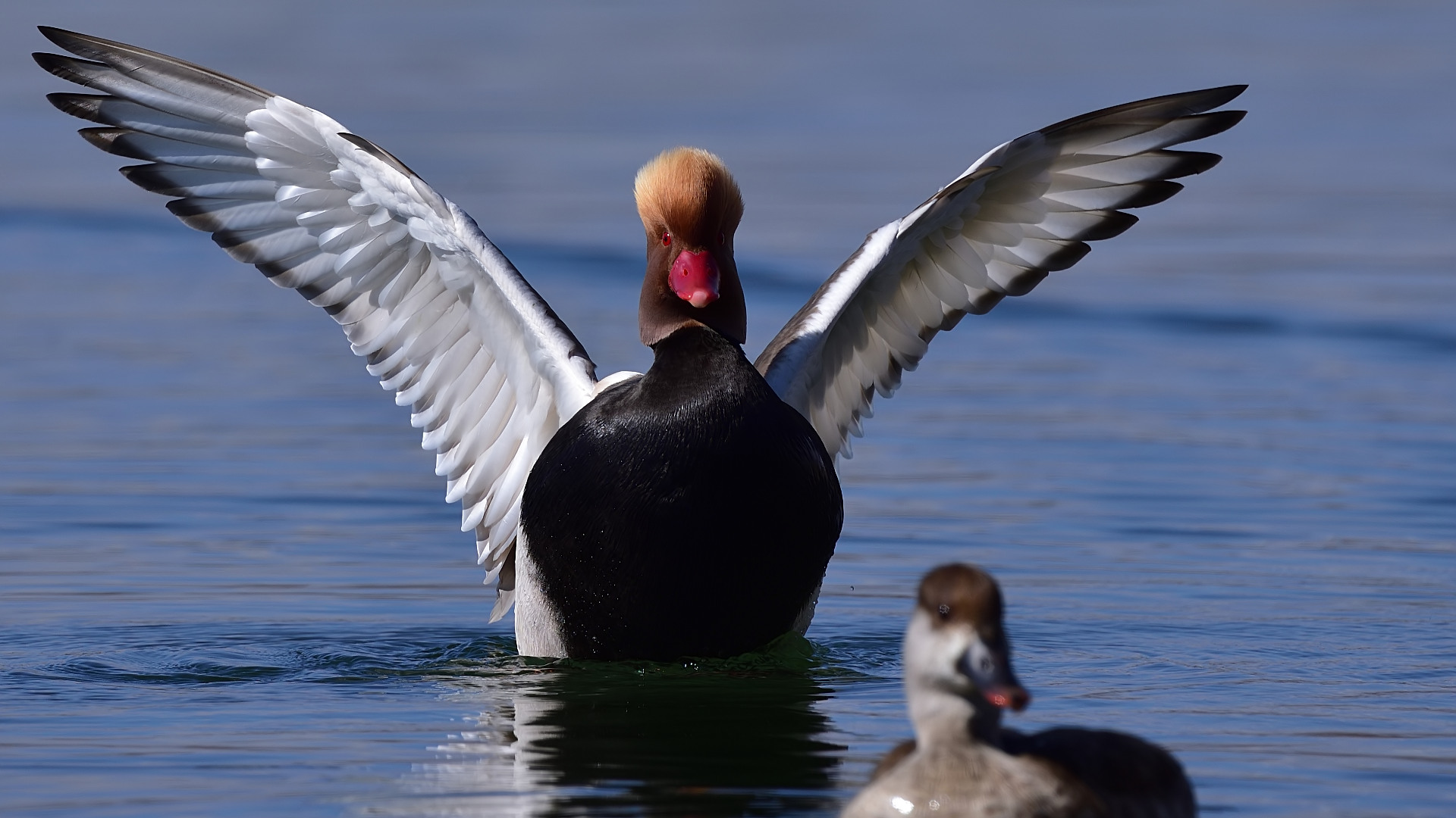 Macar ördeği » Red-crested Pochard » Netta rufina