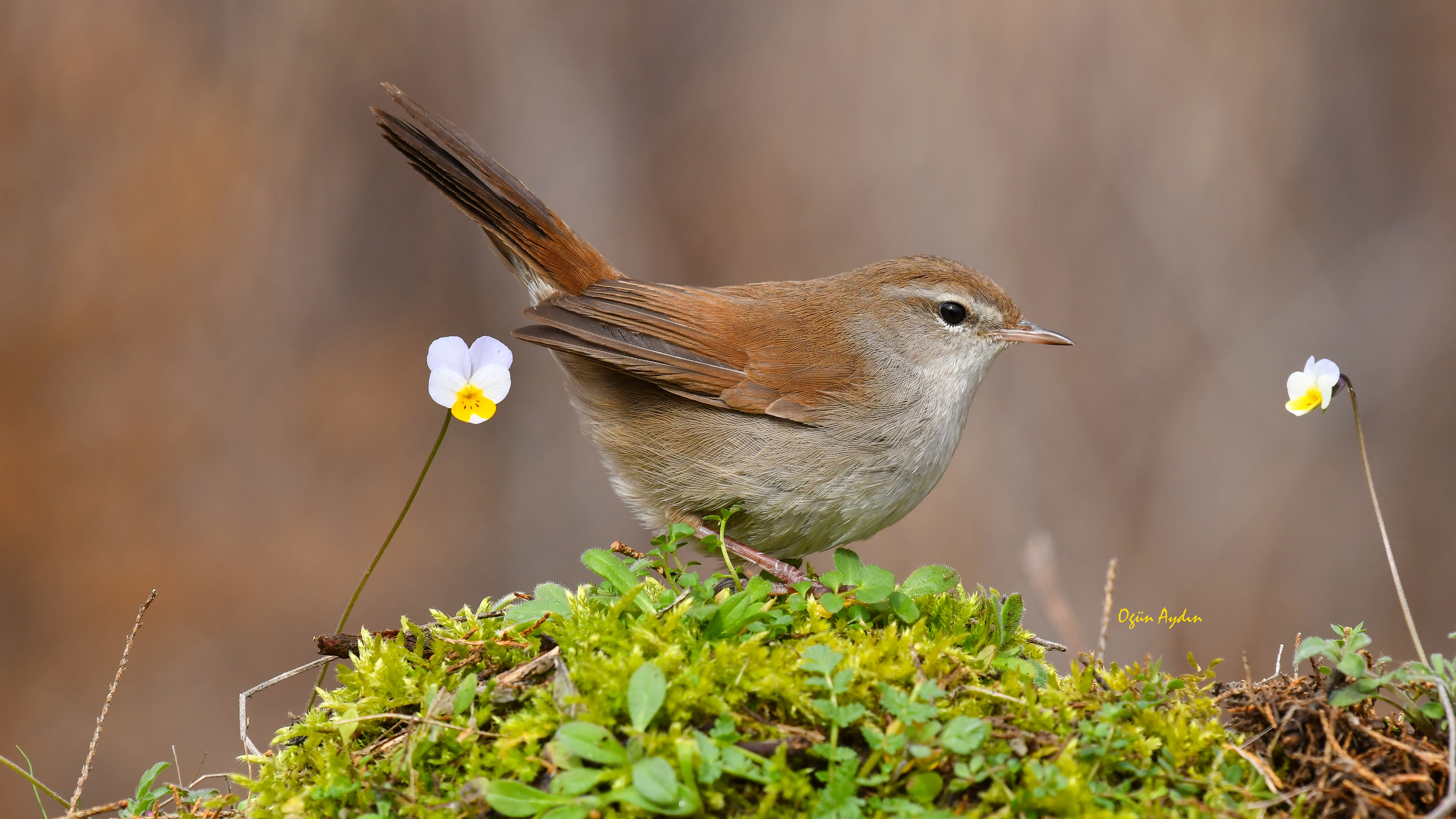 Kamışbülbülü » Cetti`s Warbler » Cettia cetti