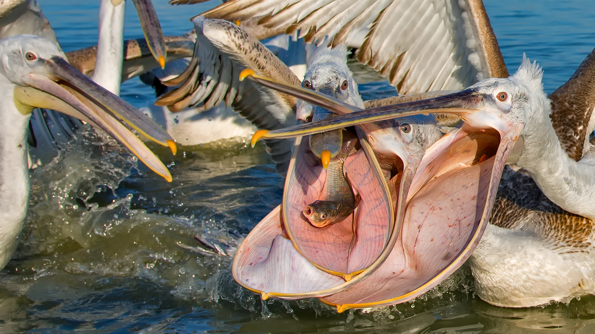 Tepeli pelikan » Dalmatian Pelican » Pelecanus crispus