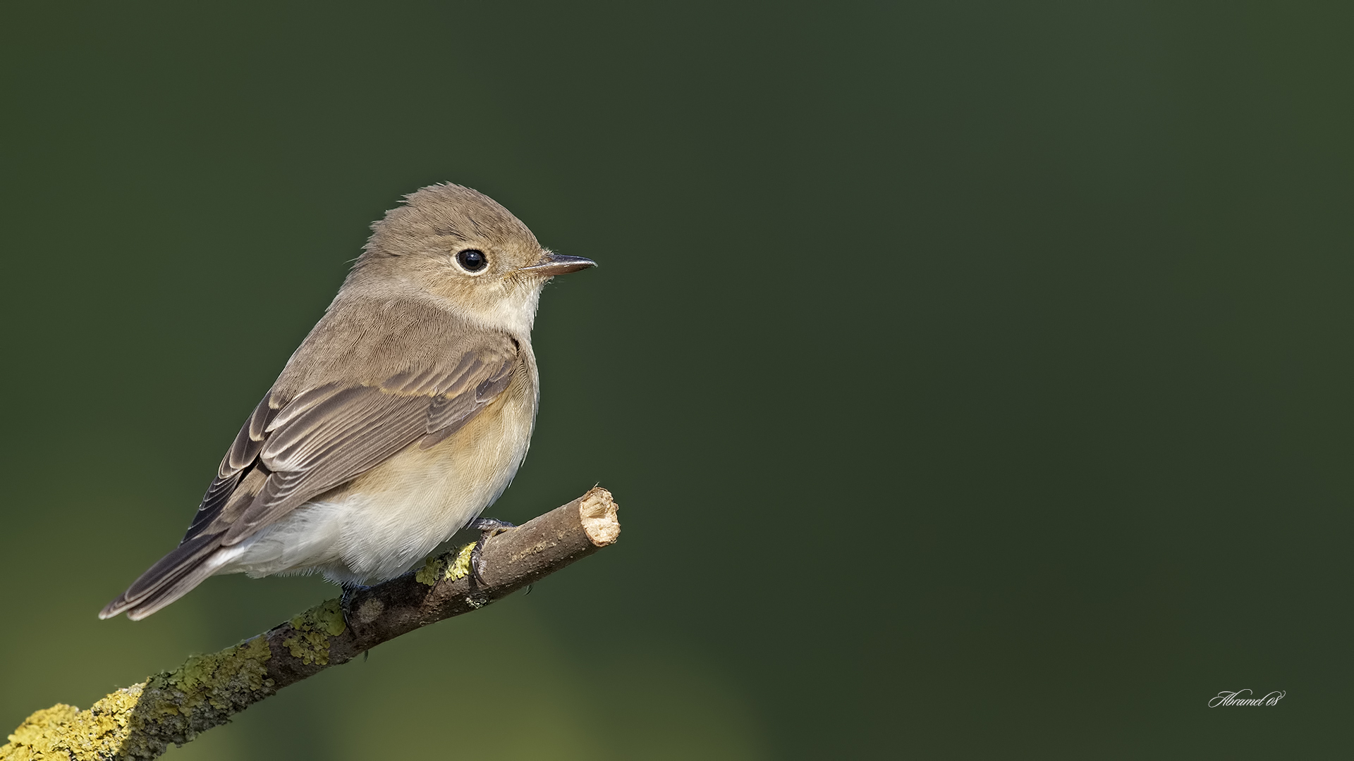 Küçük sinekkapan » Red-breasted Flycatcher » Ficedula parva