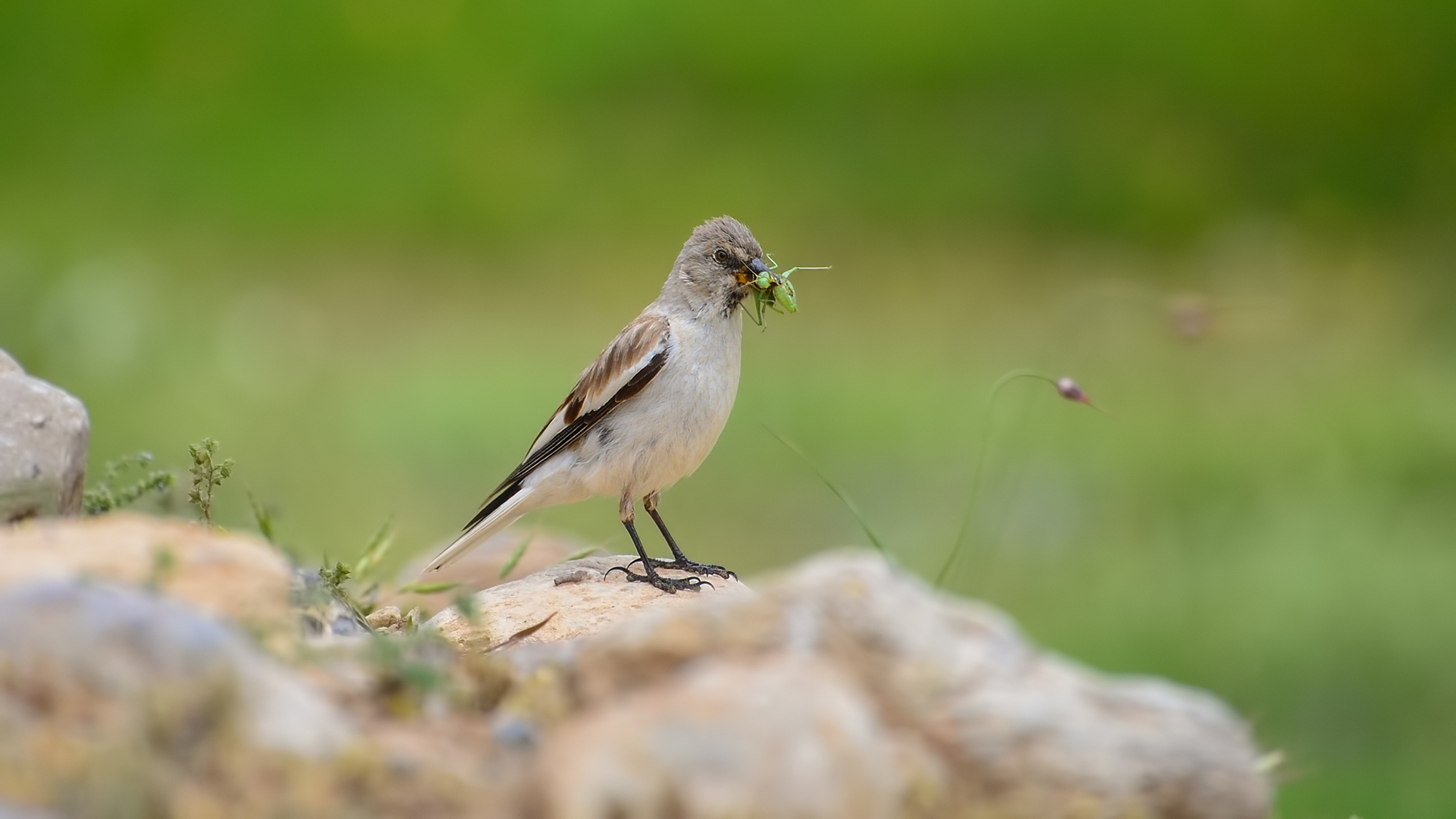 Kar serçesi » White-winged Snowfinch » Montifringilla nivalis