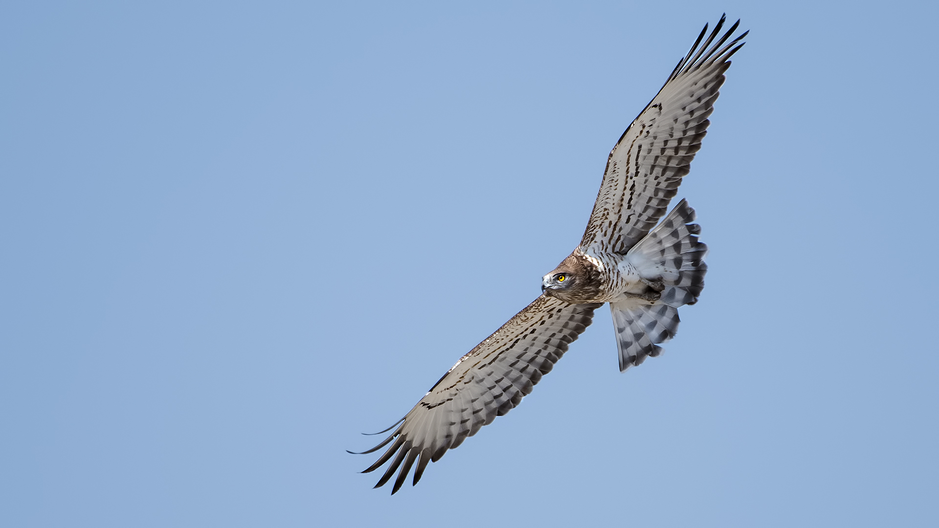 Yılan kartalı » Short-toed Snake Eagle » Circaetus gallicus