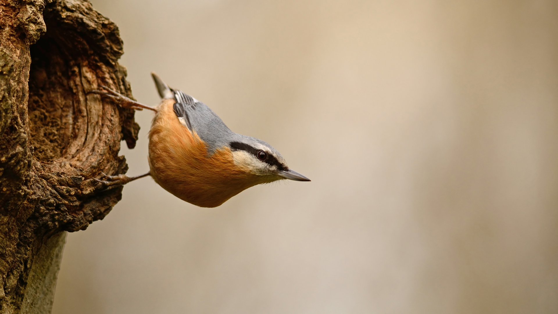 Sıvacı » Eurasian Nuthatch » Sitta europaea