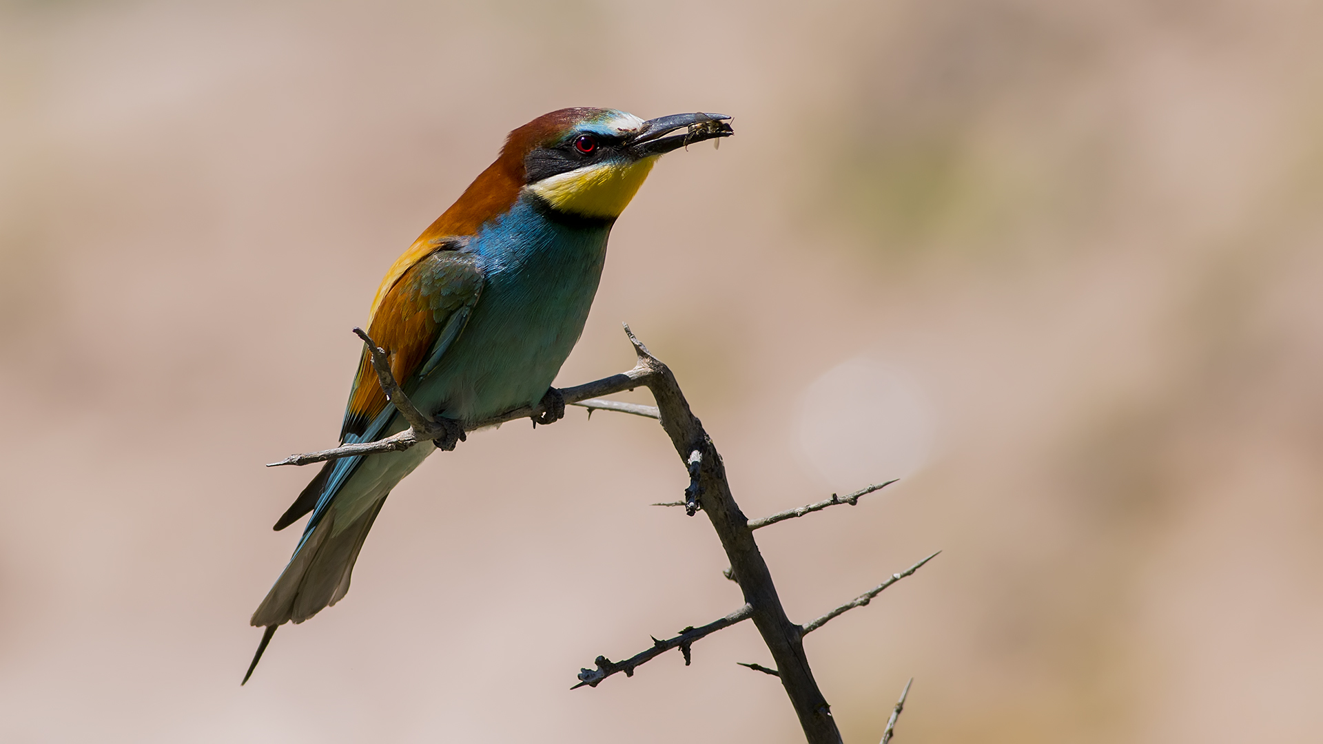 Arıkuşu » European Bee-eater » Merops apiaster