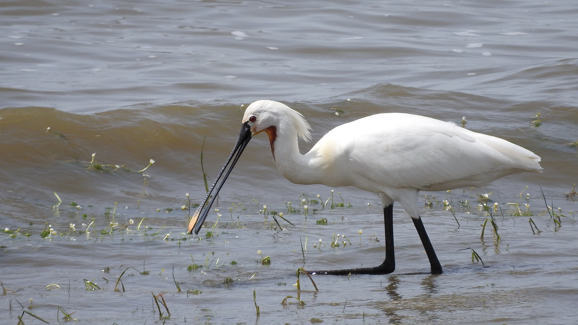 Kaşıkçı » Eurasian Spoonbill » Platalea leucorodia