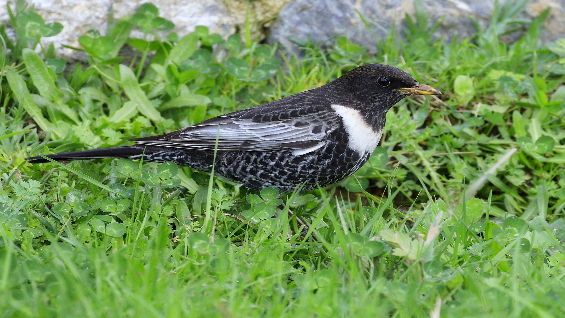 Boğmaklı ardıç » Ring Ouzel » Turdus torquatus