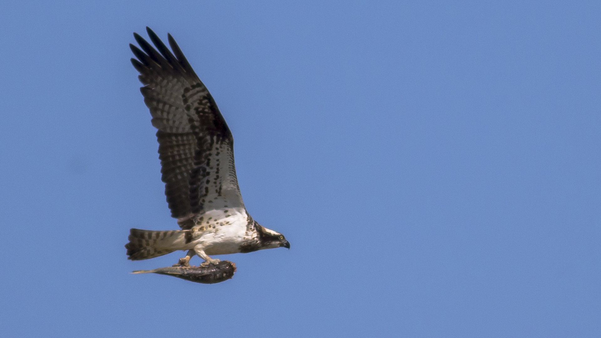 Balık kartalı » Western Osprey » Pandion haliaetus