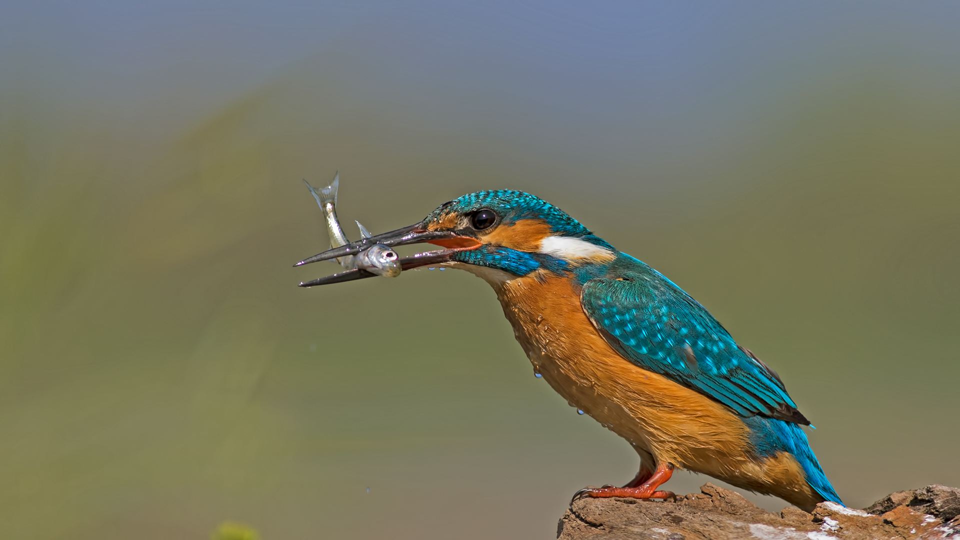 Yalıçapkını » Common Kingfisher » Alcedo atthis