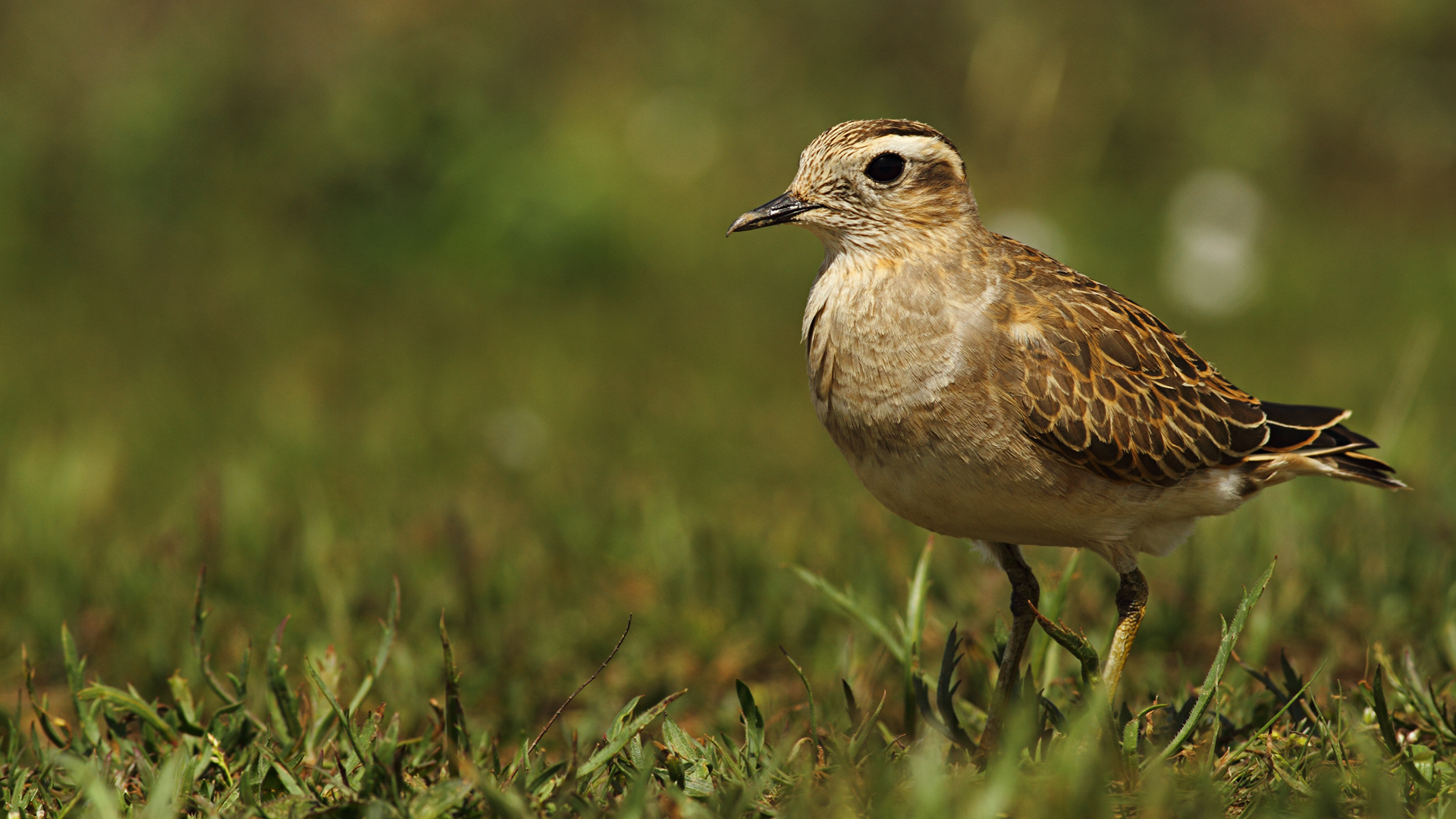 Dağ cılıbıtı » Eurasian Dotterel » Charadrius morinellus