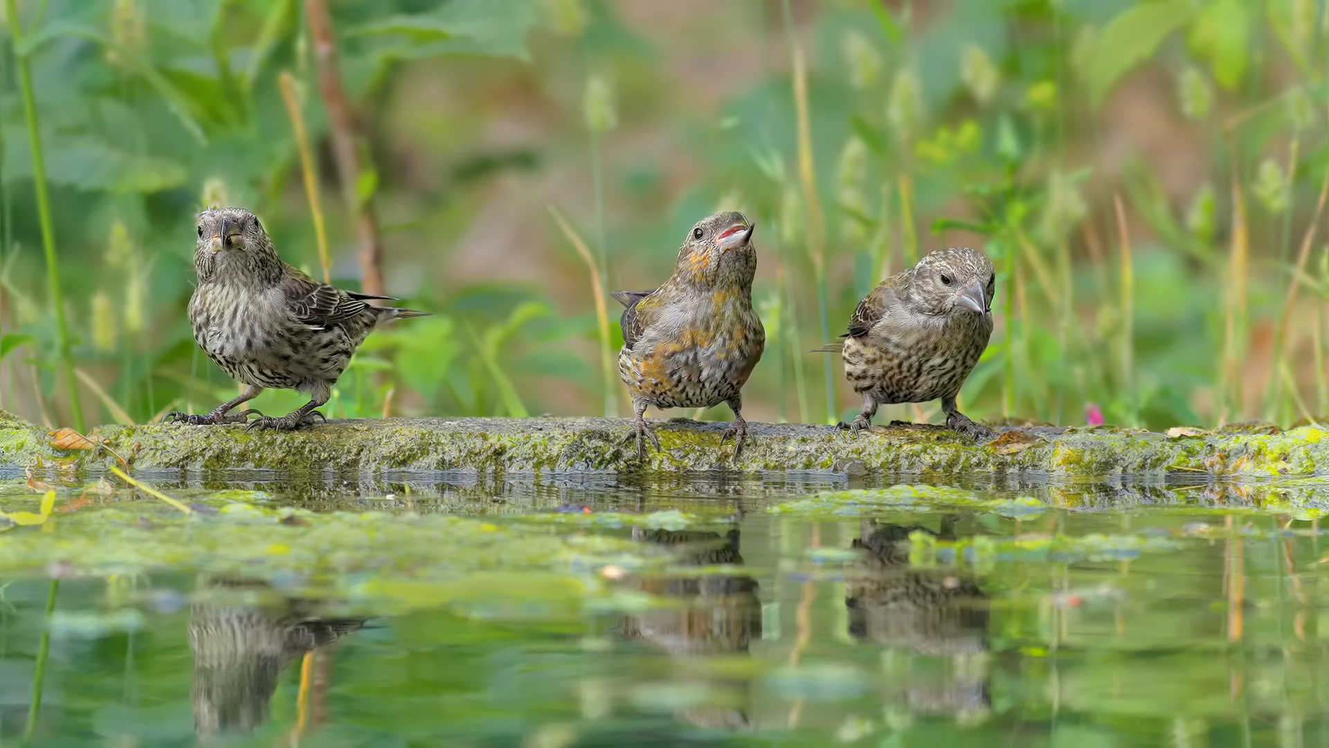 Çaprazgaga » Red Crossbill » Loxia curvirostra