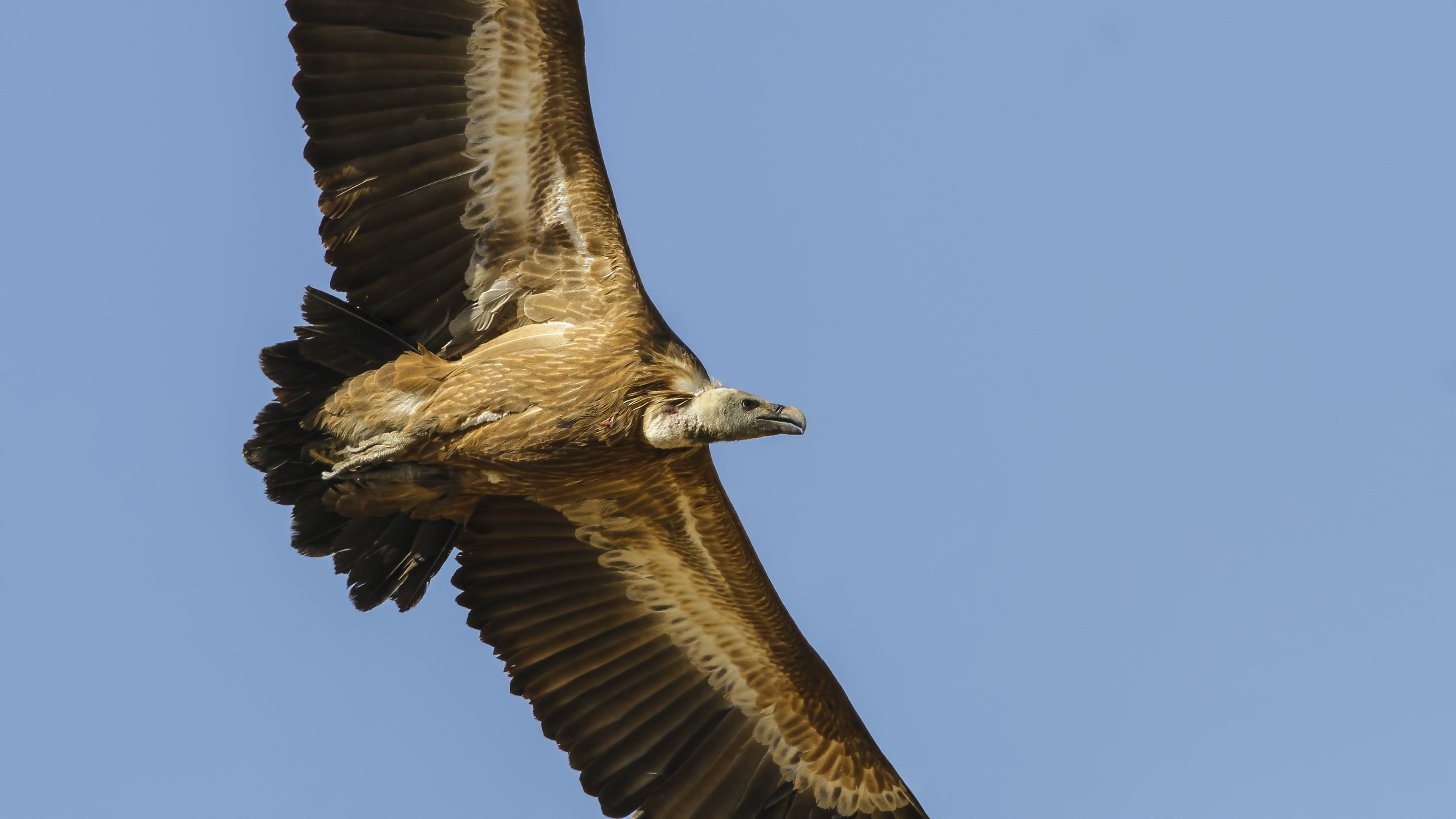 Kızıl akbaba » Griffon Vulture » Gyps fulvus