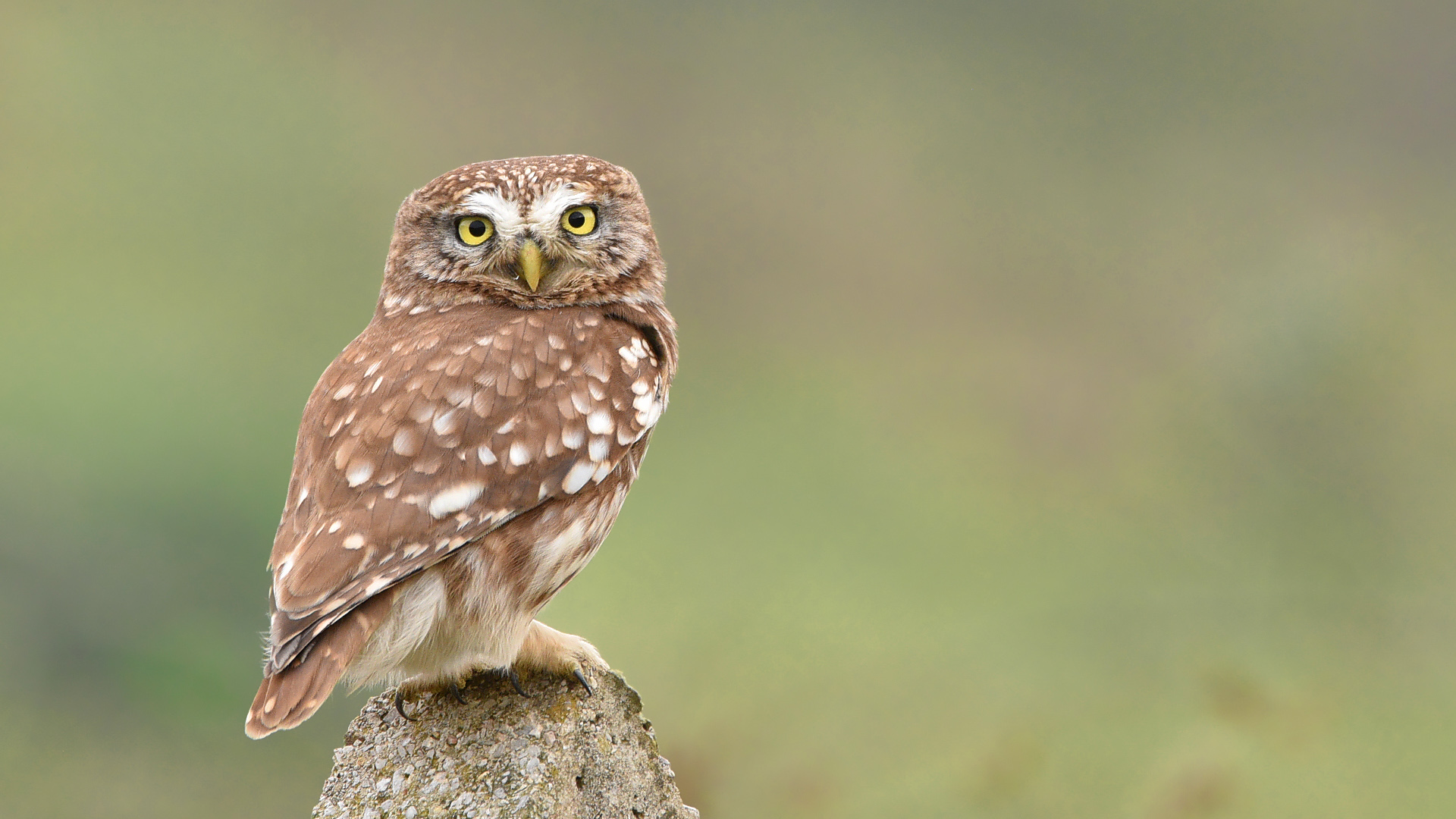 Kukumav » Little Owl » Athene noctua