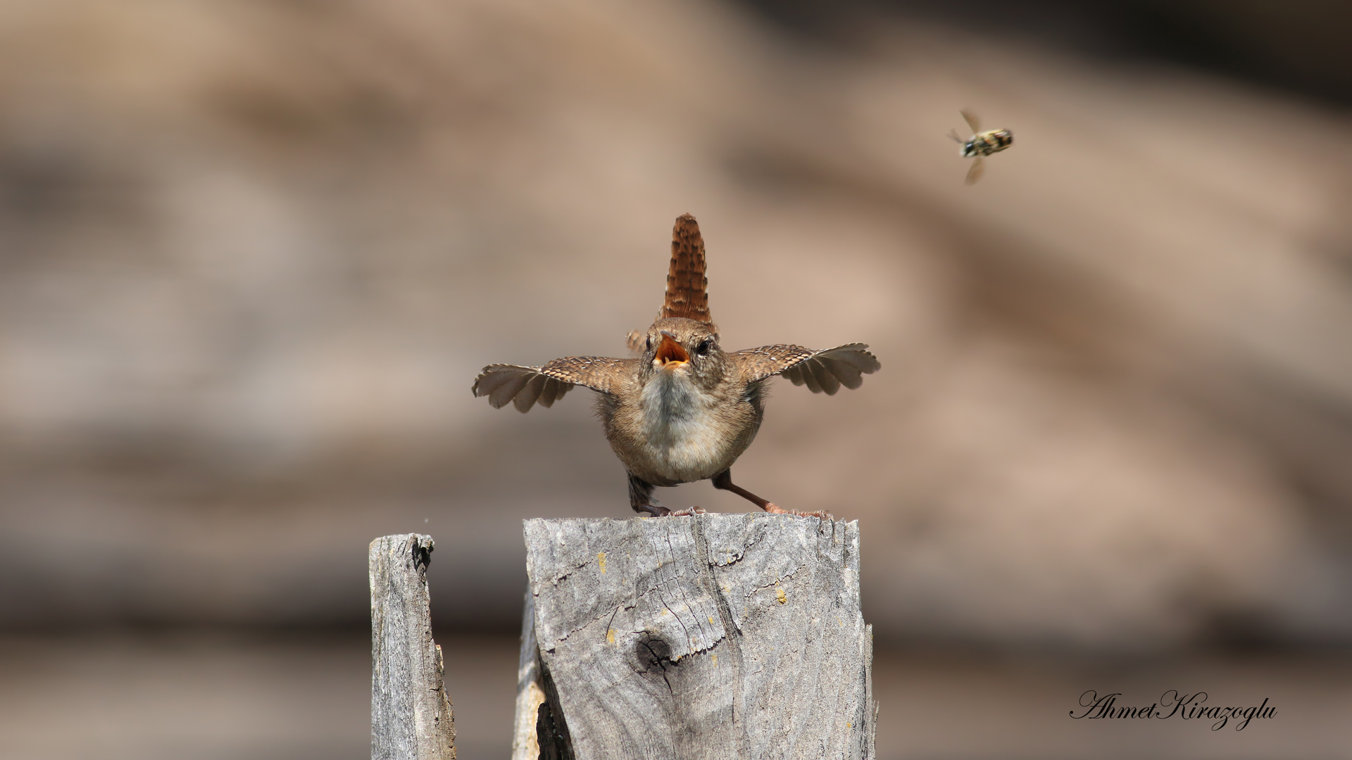 Çitkuşu » Eurasian Wren » Troglodytes troglodytes