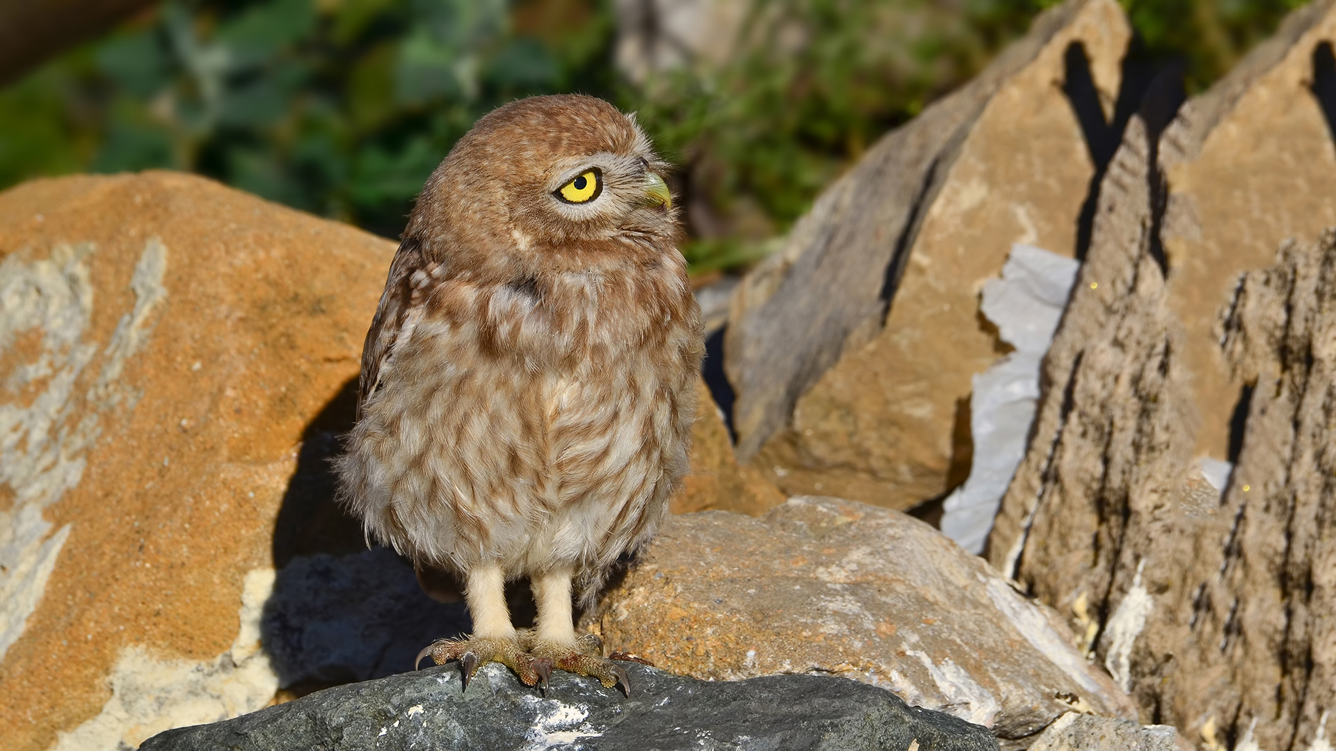 Kukumav » Little Owl » Athene noctua