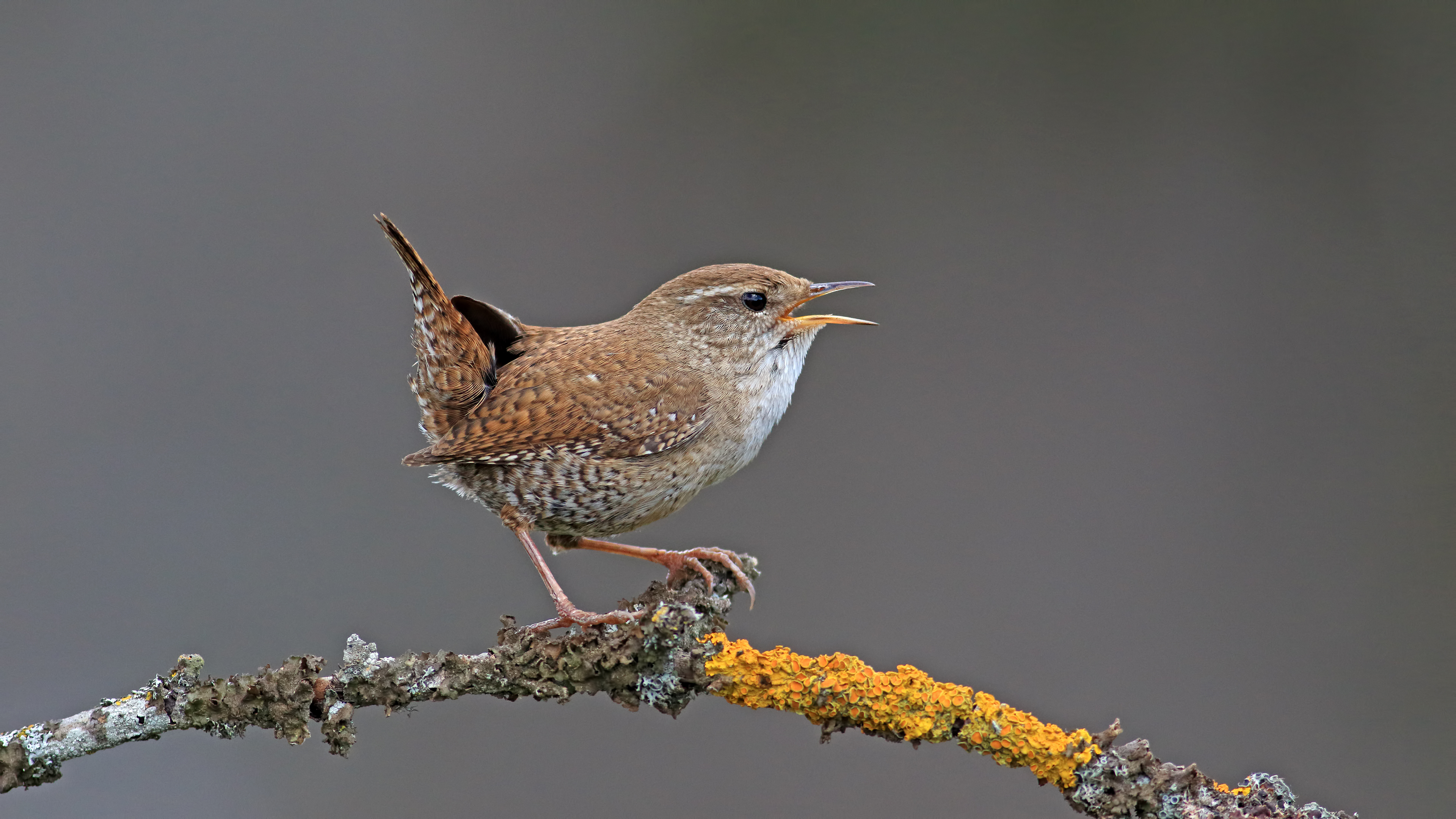 Çitkuşu » Eurasian Wren » Troglodytes troglodytes