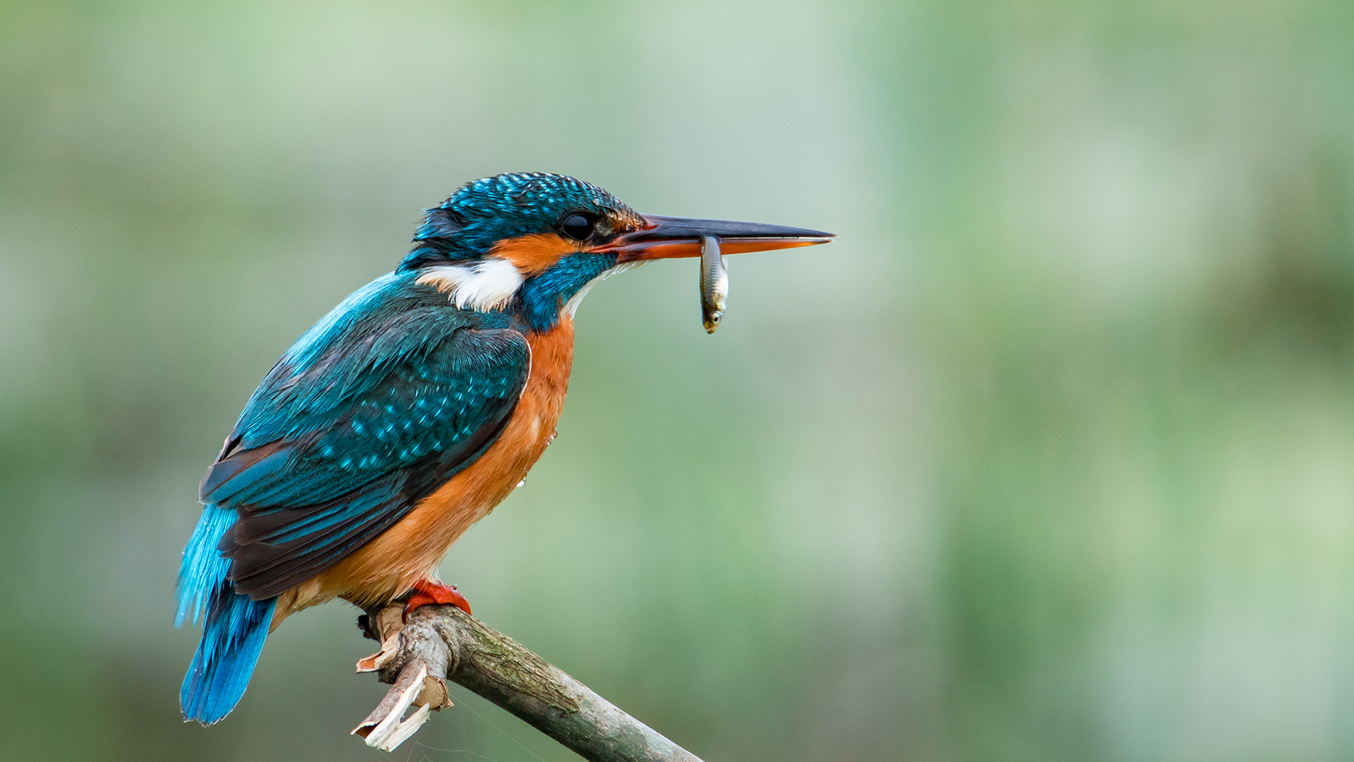 Yalıçapkını » Common Kingfisher » Alcedo atthis