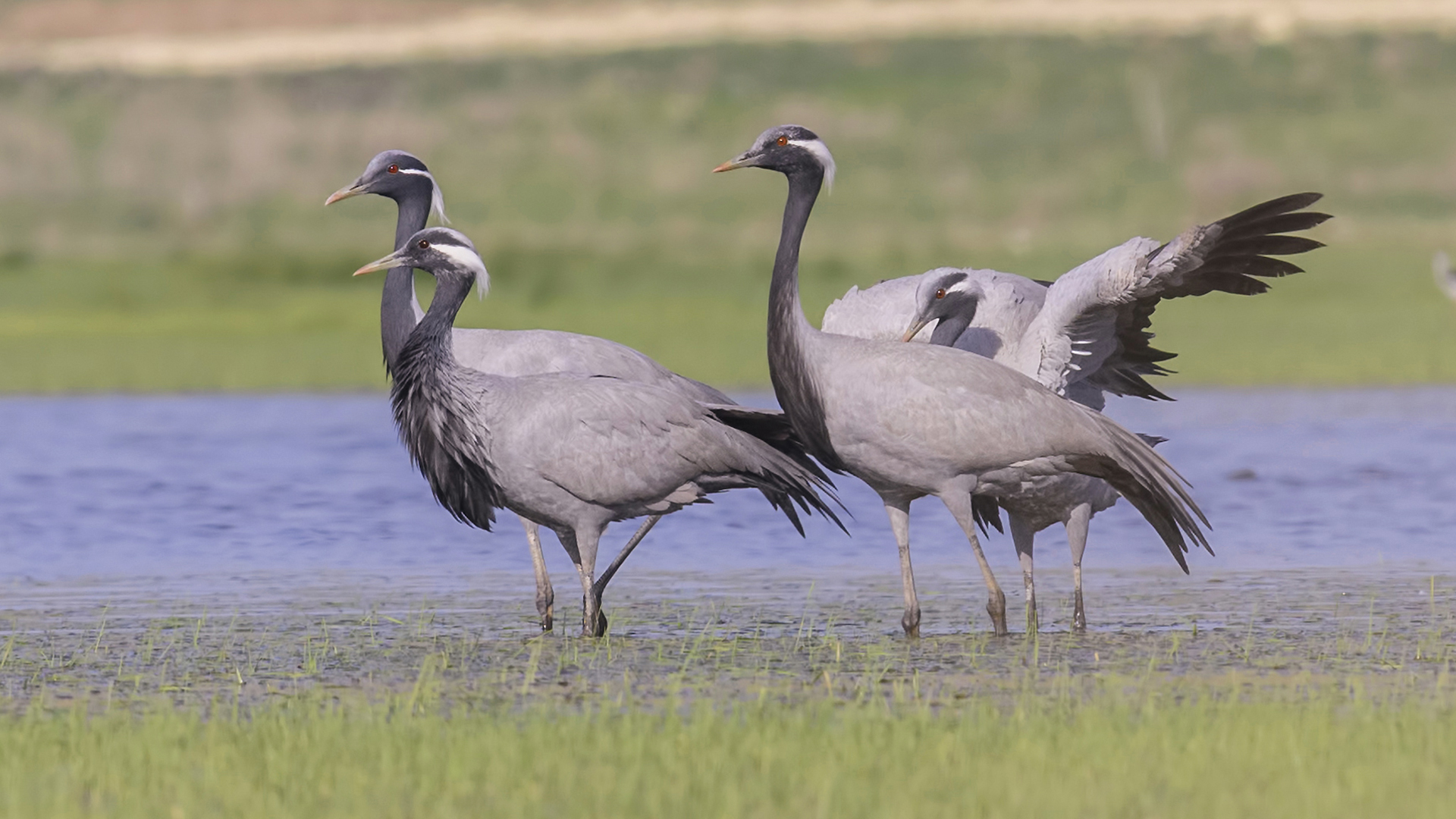 Telli turna » Demoiselle Crane » Grus virgo