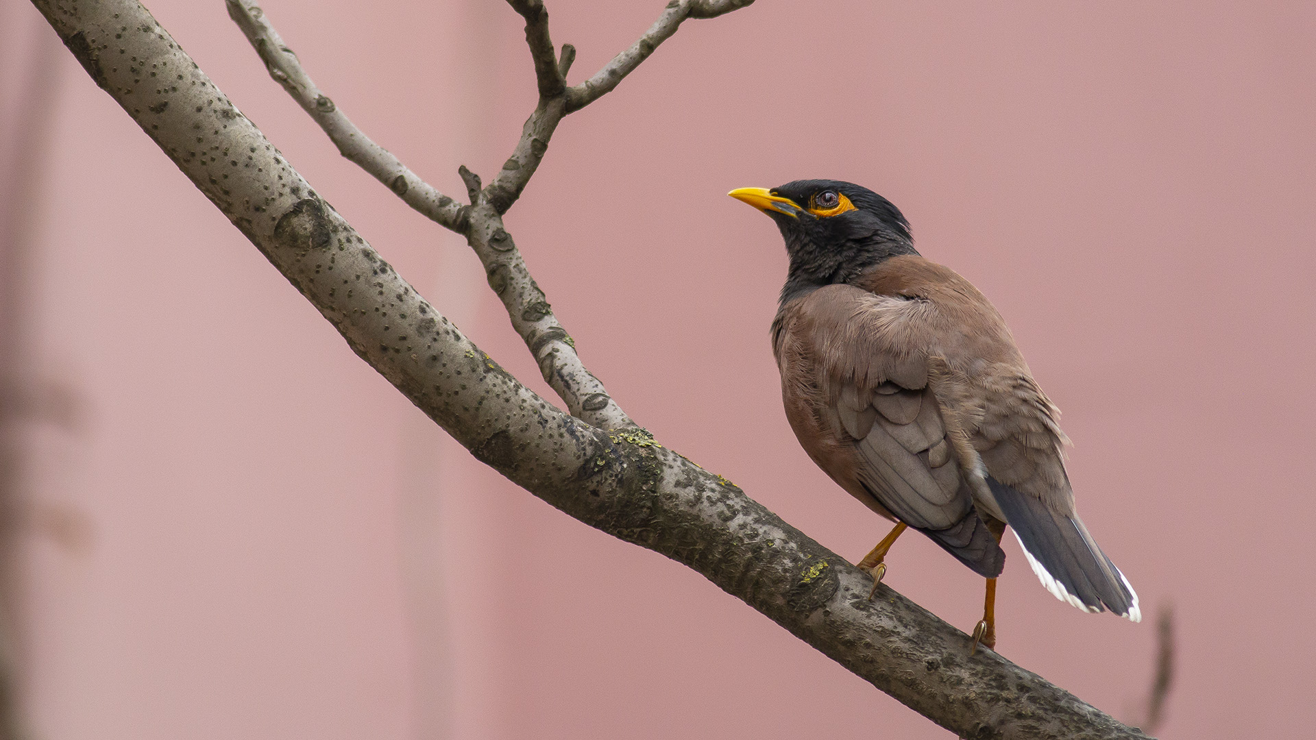 Çiğdeci » Common Myna » Acridotheres tristis