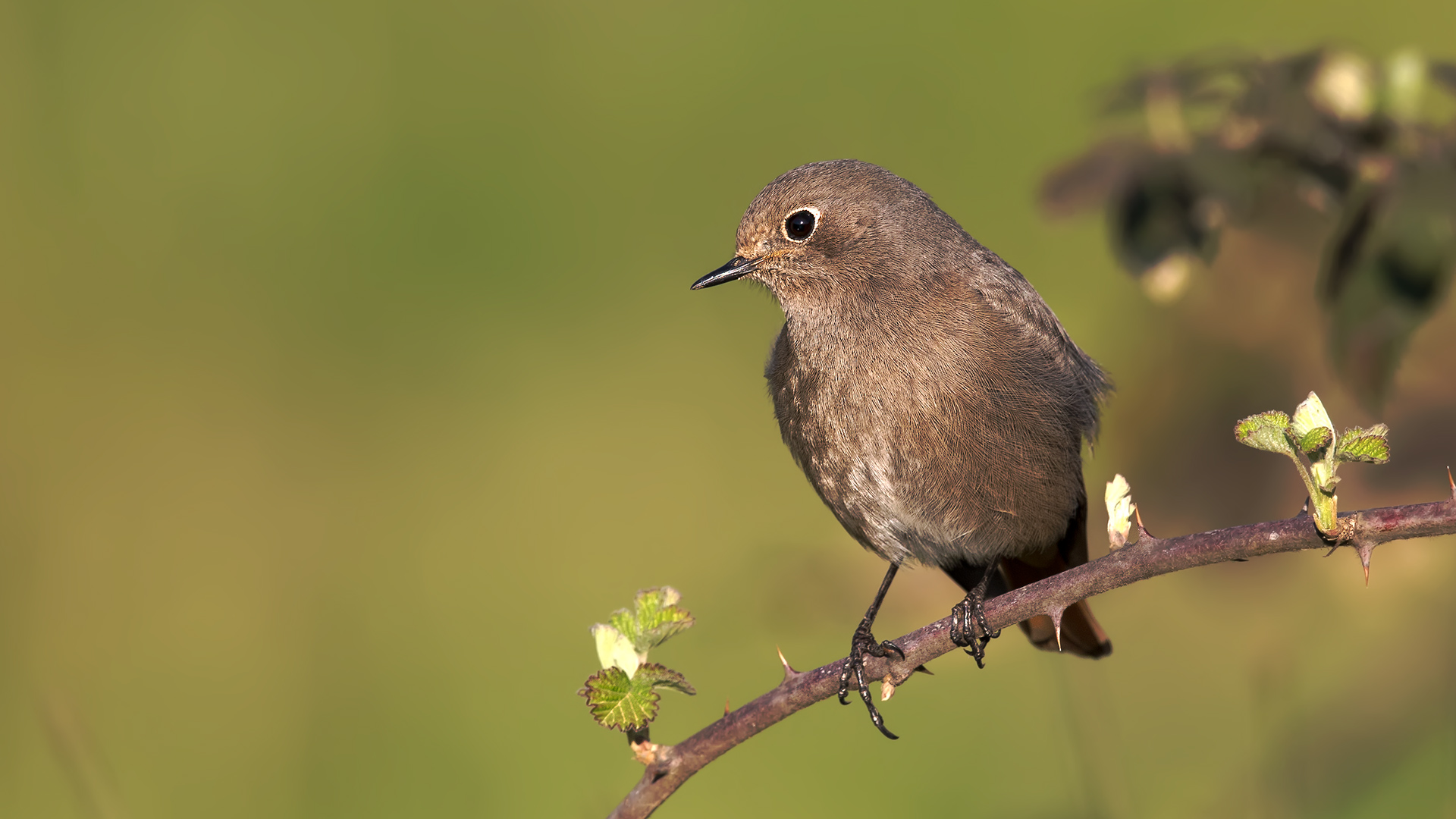 Kara kızılkuyruk » Black Redstart » Phoenicurus ochruros