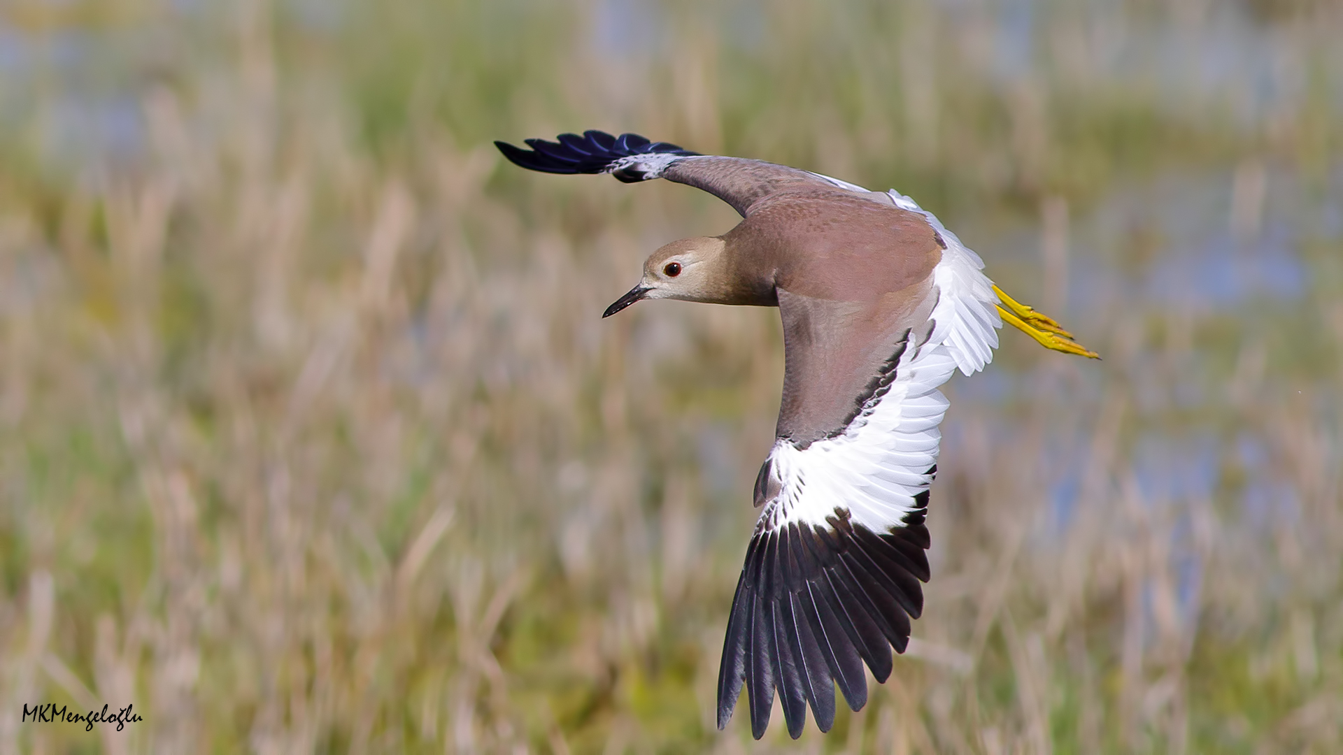 Akkuyruklu kızkuşu » White-tailed Lapwing » Vanellus leucurus