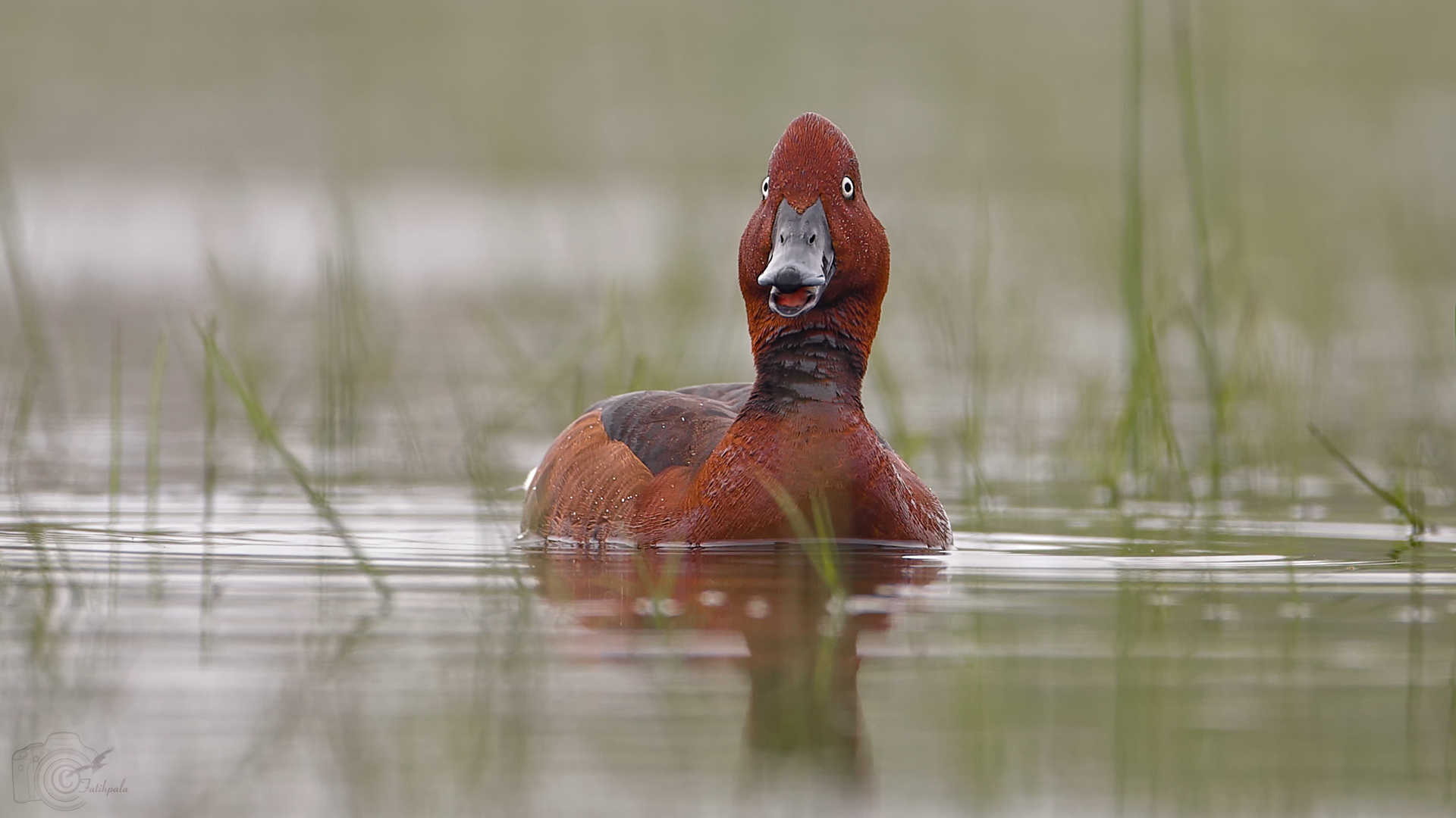 Pasbaş patka » Ferruginous Duck » Aythya nyroca