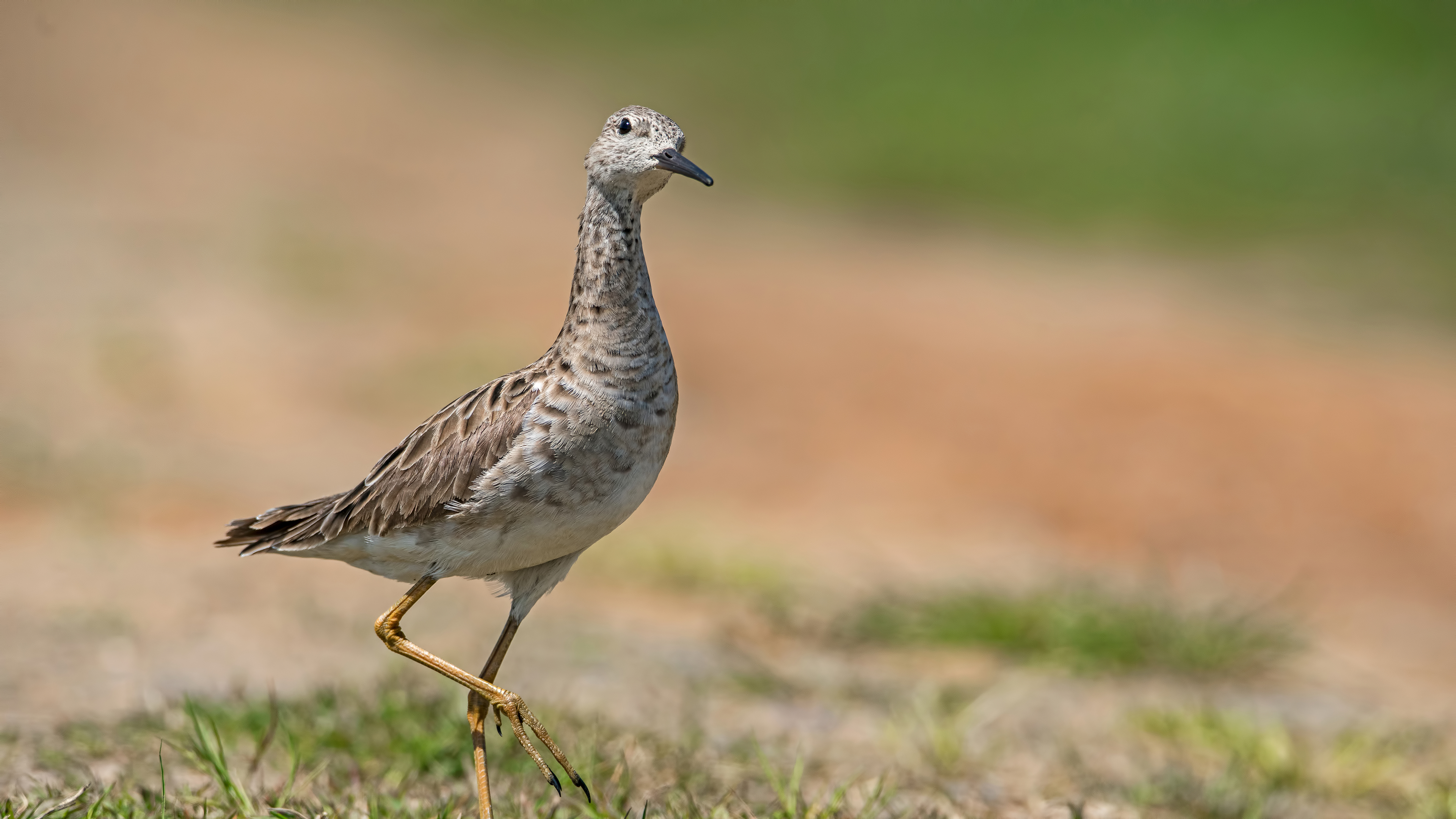 Dövüşkenkuş » Ruff » Calidris pugnax