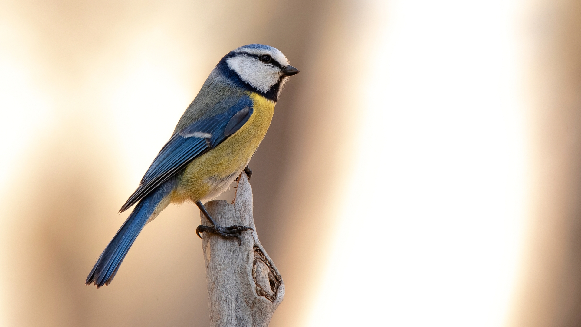 Mavi baştankara » Eurasian Blue Tit » Cyanistes caeruleus