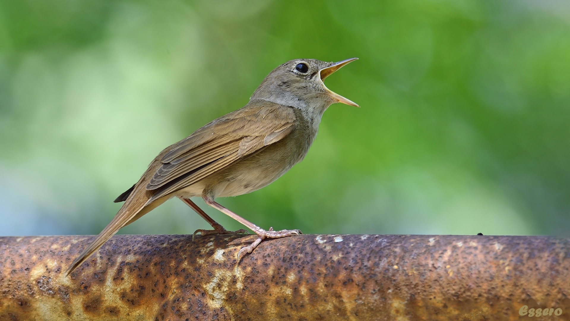 Bülbül » Common Nightingale » Luscinia megarhynchos