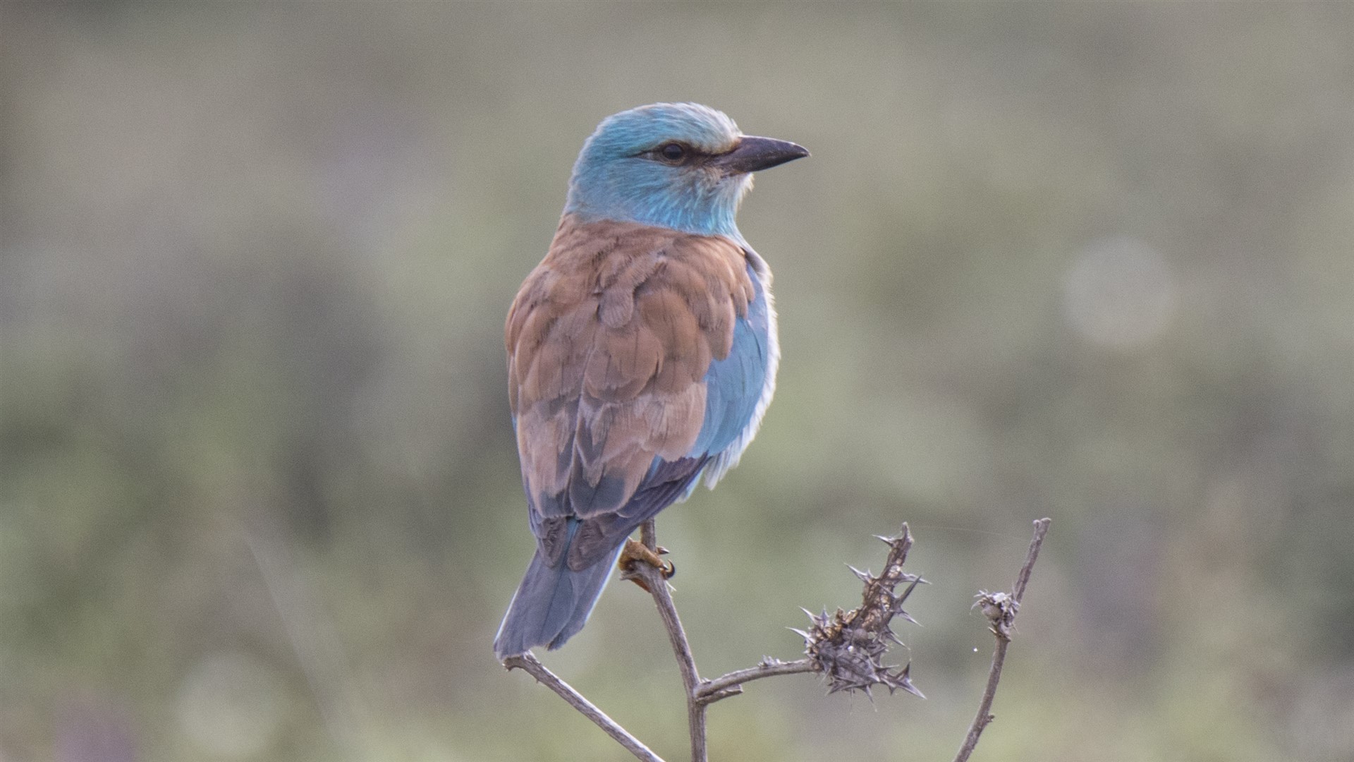 Gökkuzgun » European Roller » Coracias garrulus