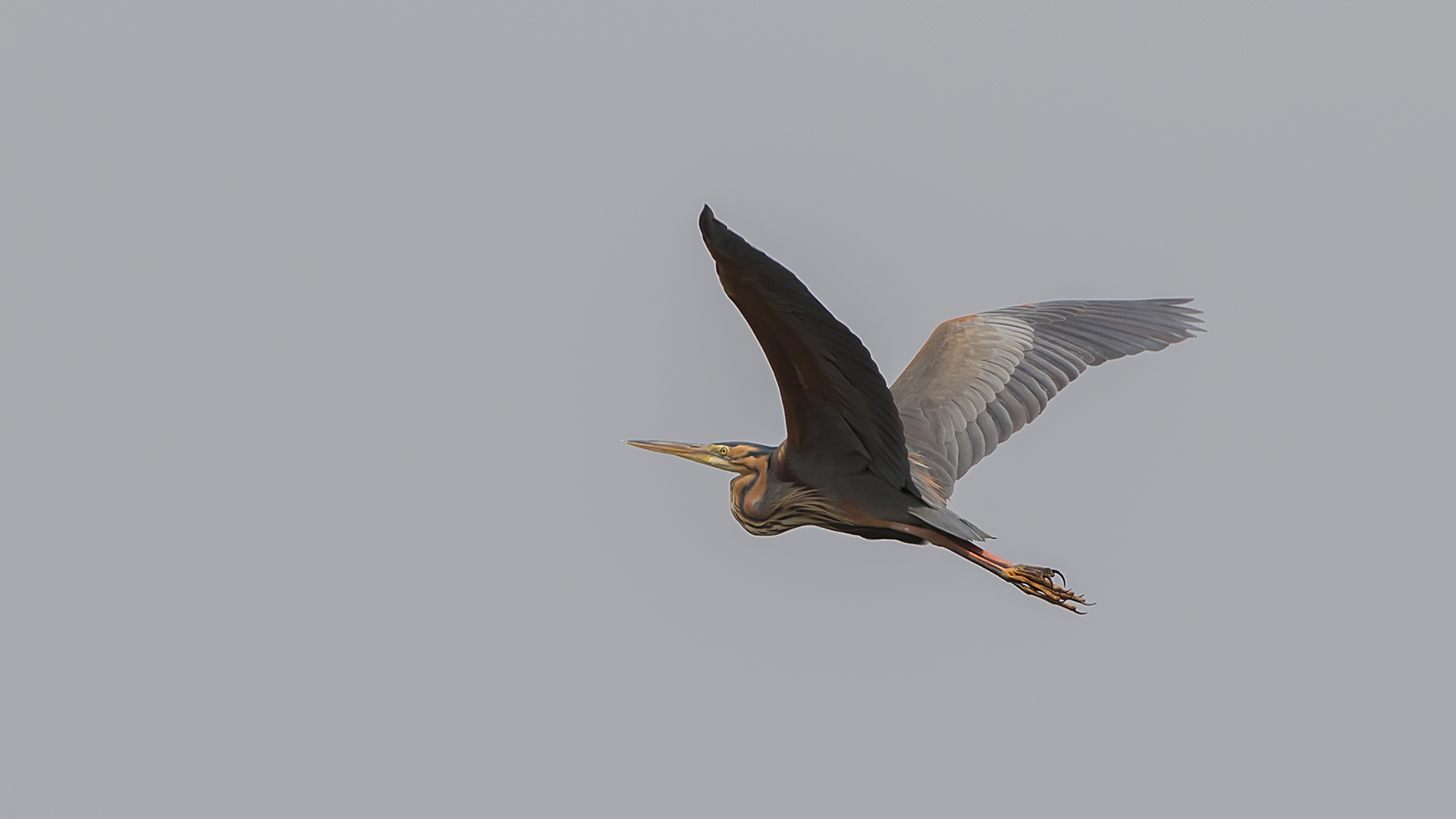 Erguvani balıkçıl » Purple Heron » Ardea purpurea