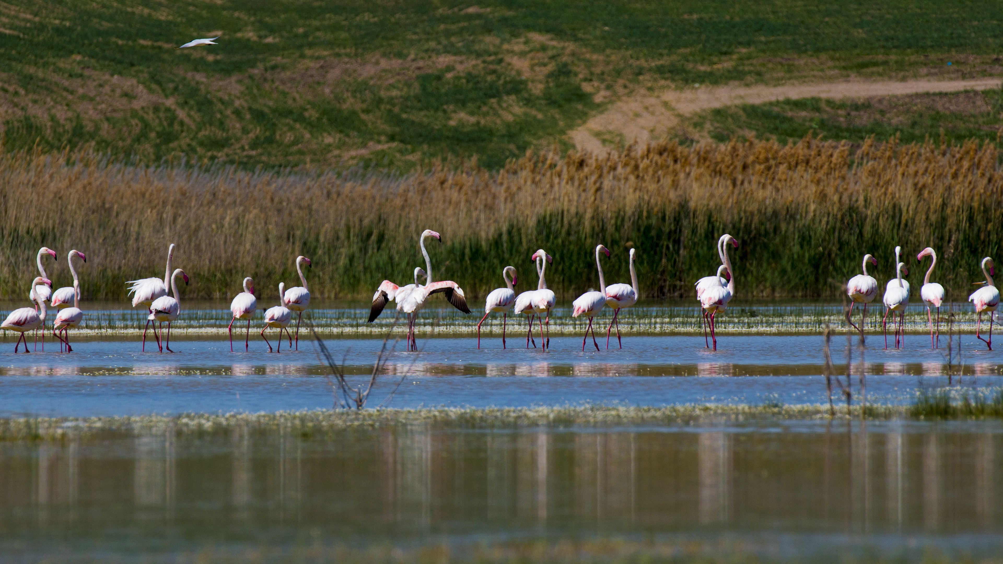 Flamingo