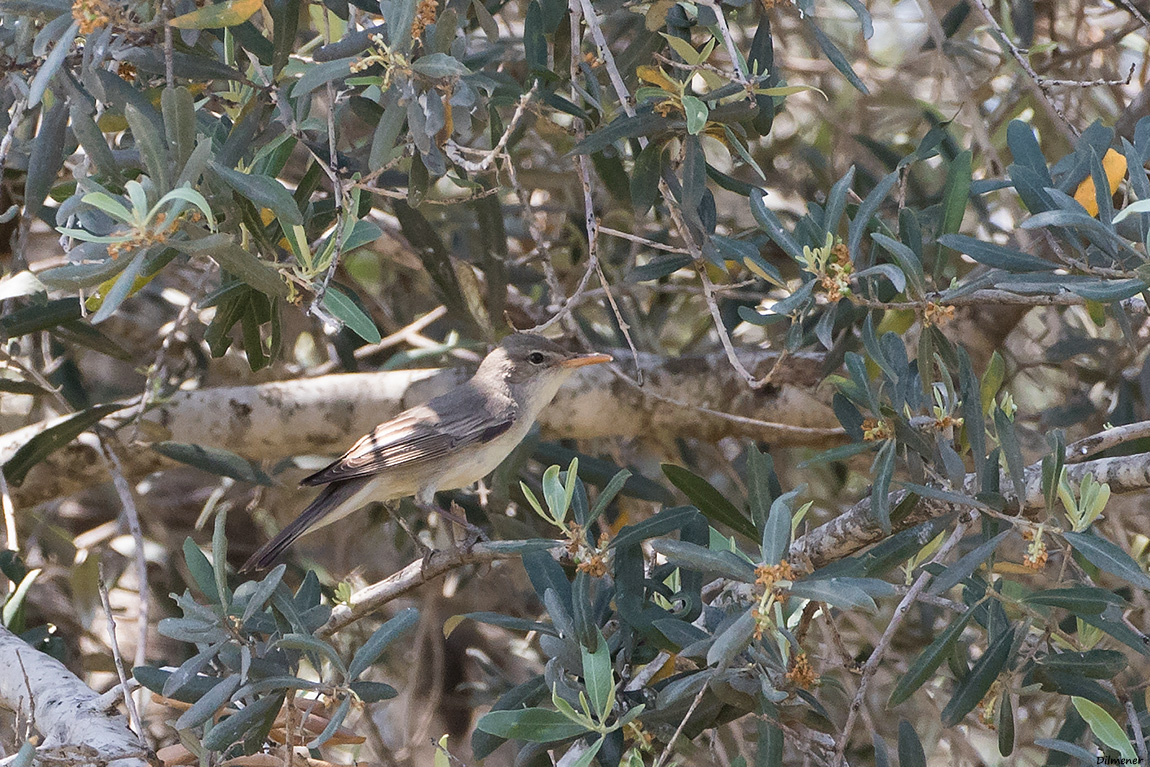 Zeytin mukallidi