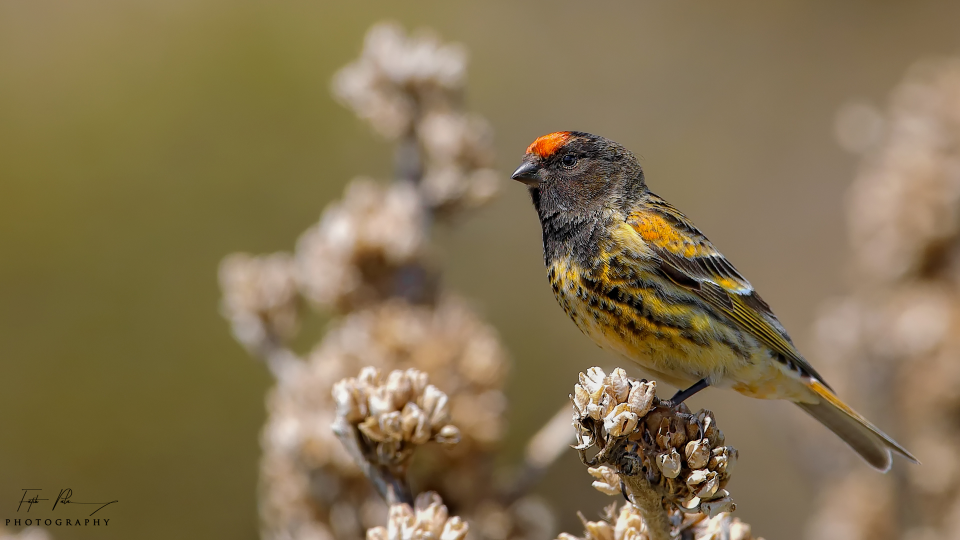 Kara iskete » Red-fronted Serin » Serinus pusillus