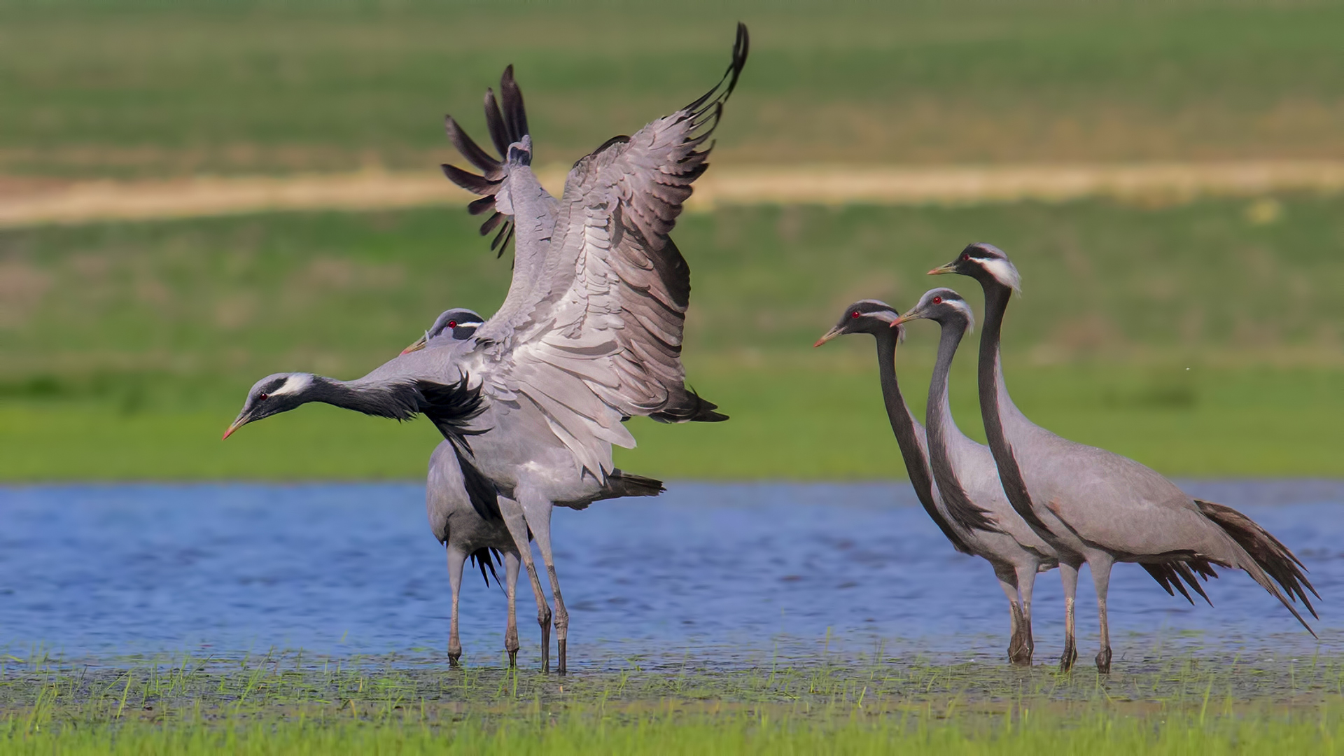 Telli turna » Demoiselle Crane » Grus virgo