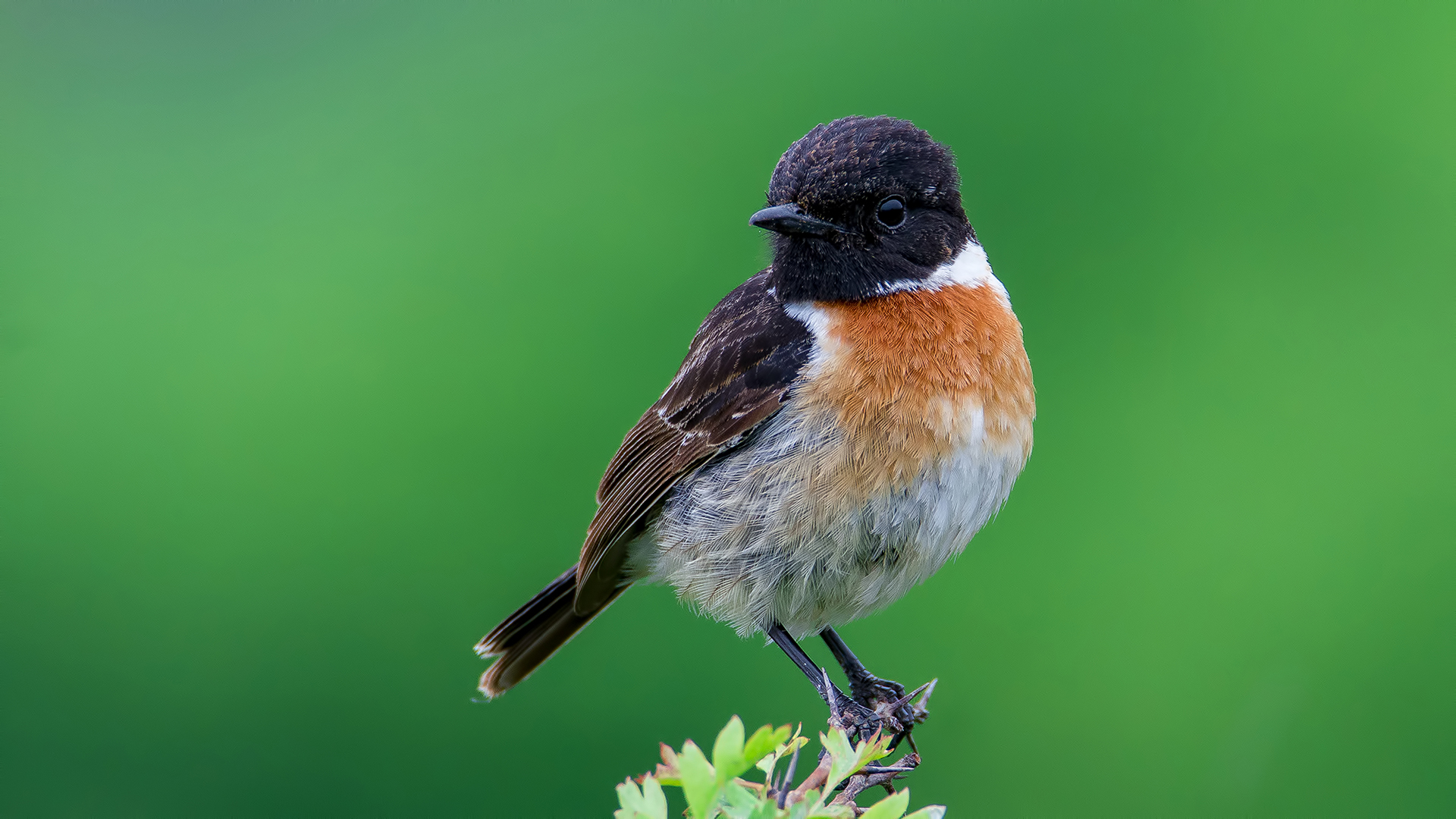 Taşkuşu » European Stonechat » Saxicola rubicola