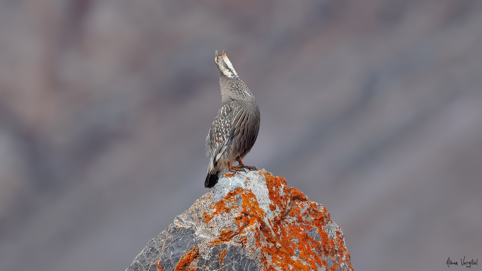 Urkeklik » Caspian Snowcock » Tetraogallus caspius